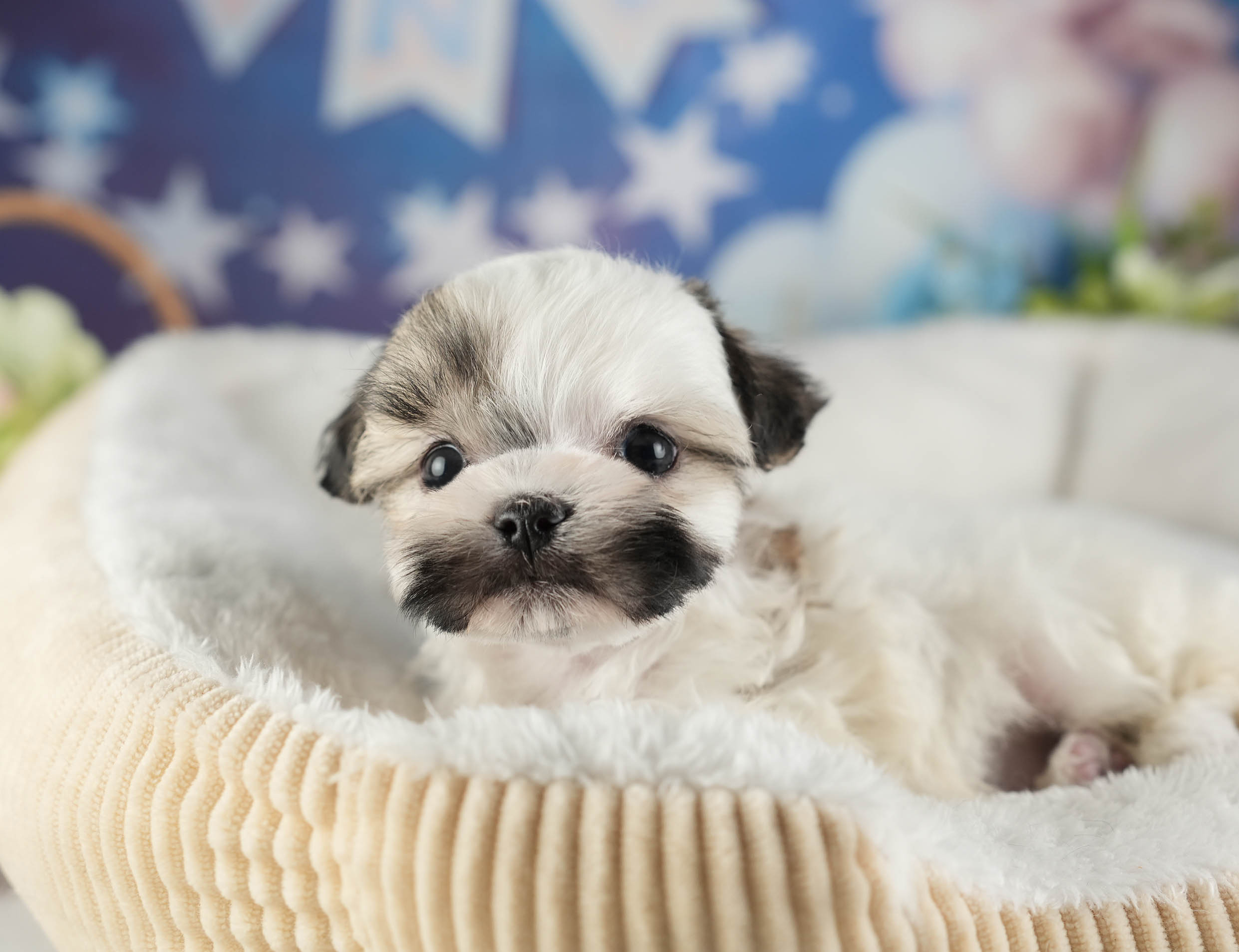 マルズー | 男の子 | ゴールド＆ホワイト | 2026年1月13日