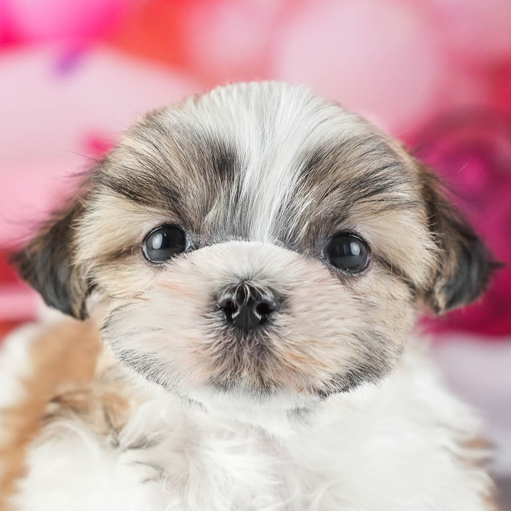 マルズー | 男の子 | ゴールド＆ホワイト | 2026年1月13日