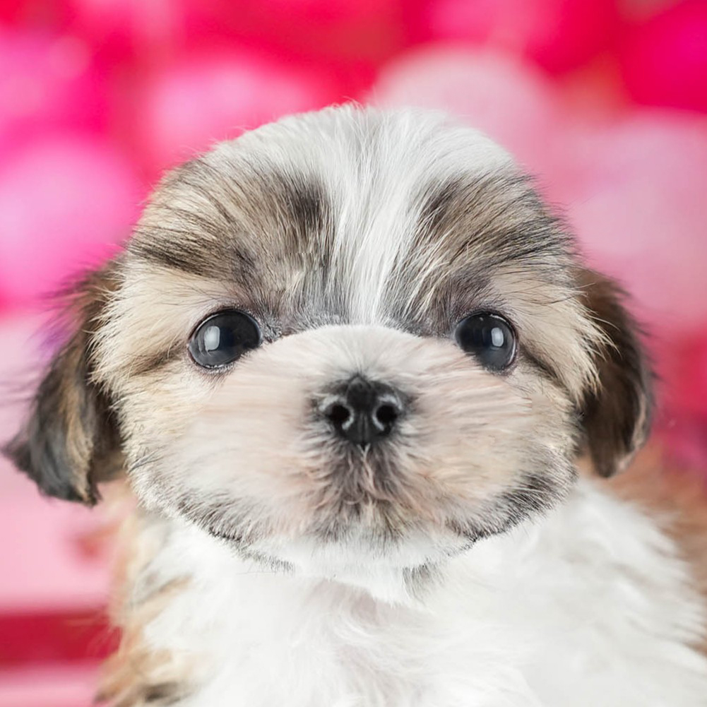 マルズー | 男の子 | ゴールド&ホワイト | 2026年1月13日