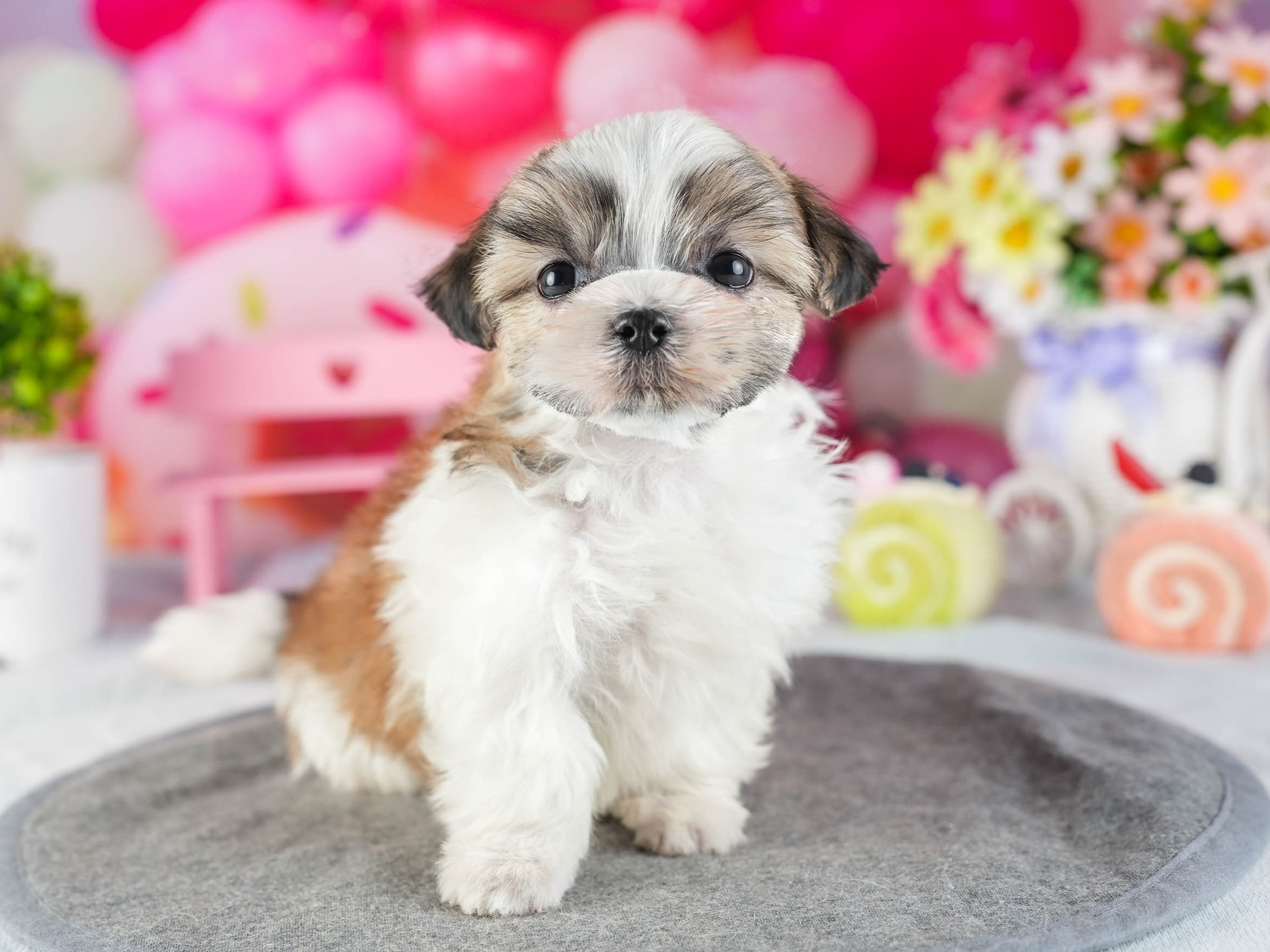 マルズー | 男の子 | ゴールド&ホワイト | 2026年1月13日