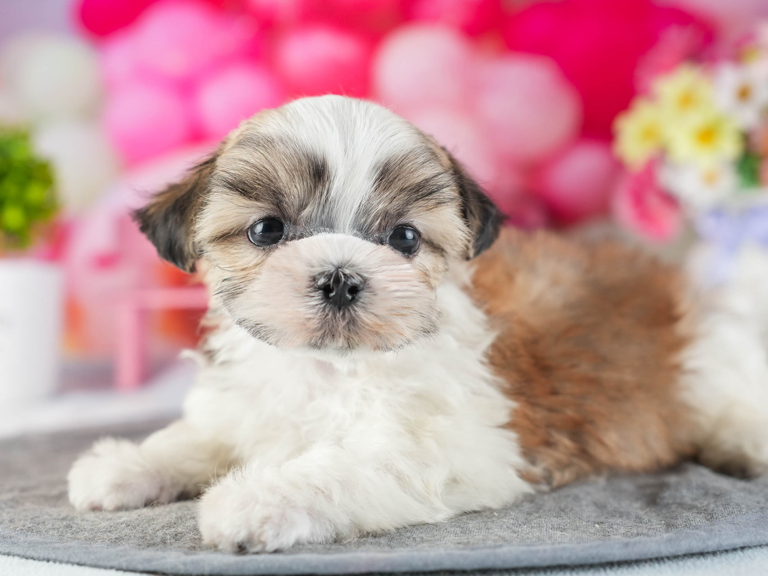 マルズー | 男の子 | ゴールド&ホワイト | 2026年1月13日