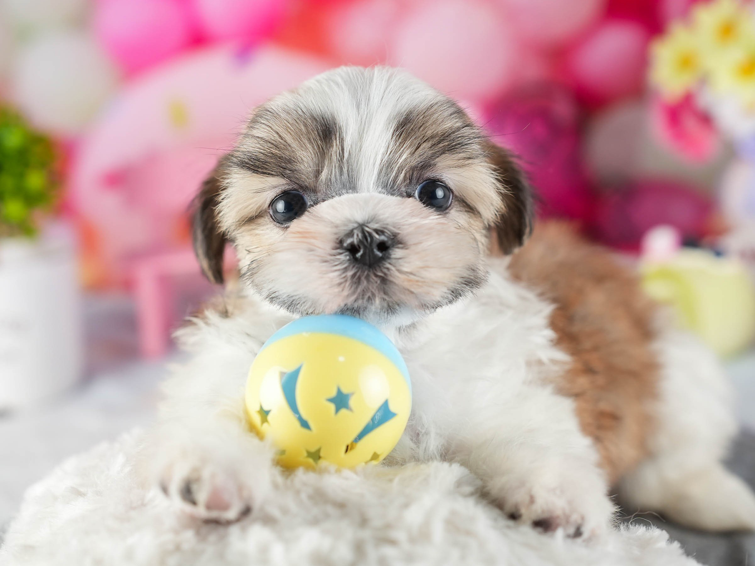 マルズー | 男の子 | ゴールド&ホワイト | 2026年1月13日