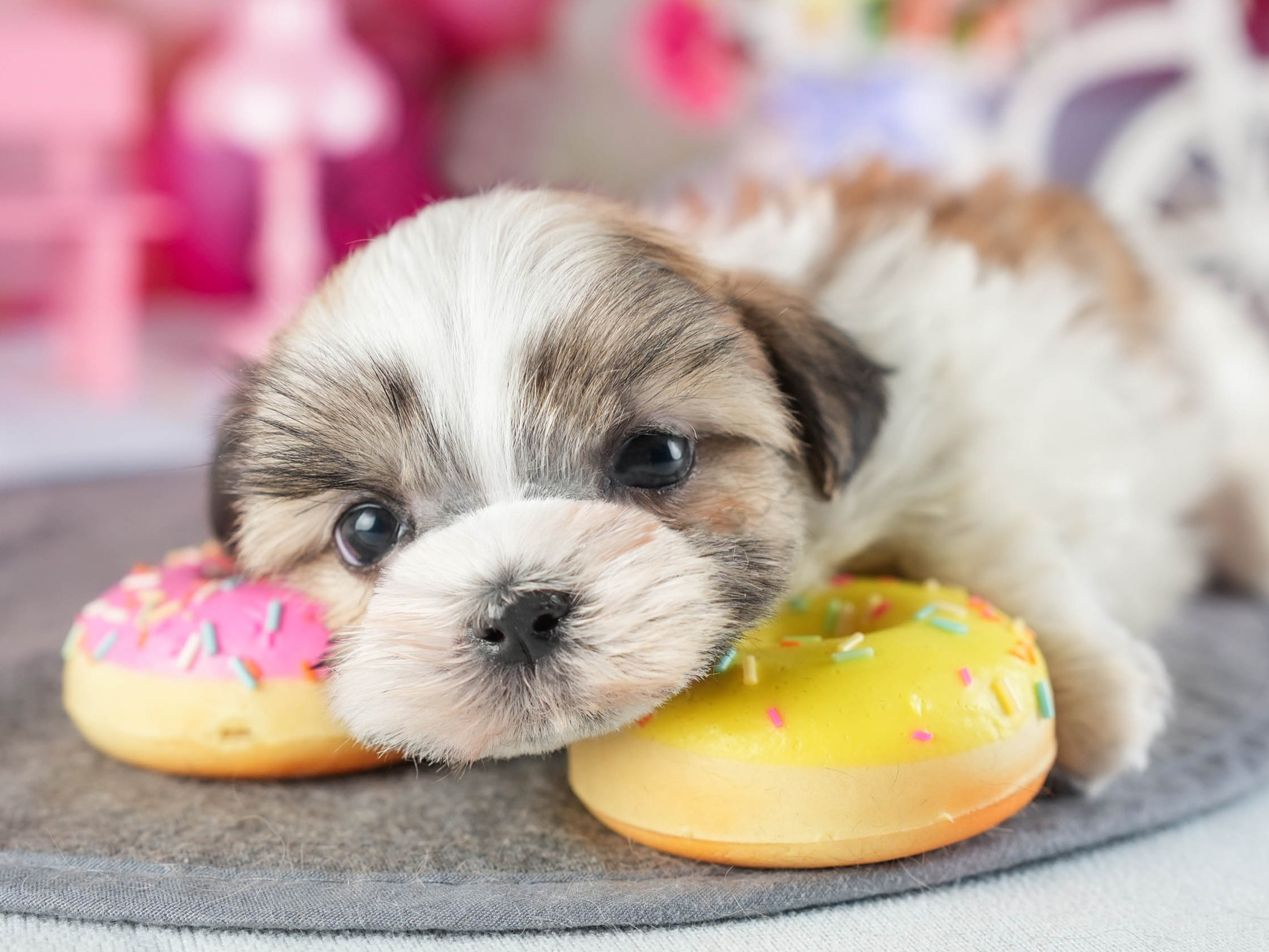 マルズー | 男の子 | ゴールド&ホワイト | 2026年1月13日