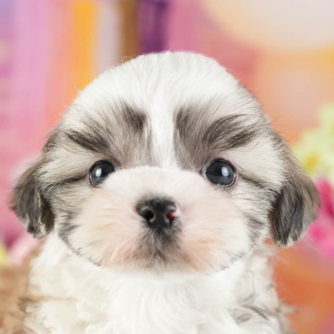 マルズー | 男の子 | ゴールド＆ホワイト | 2026年1月13日