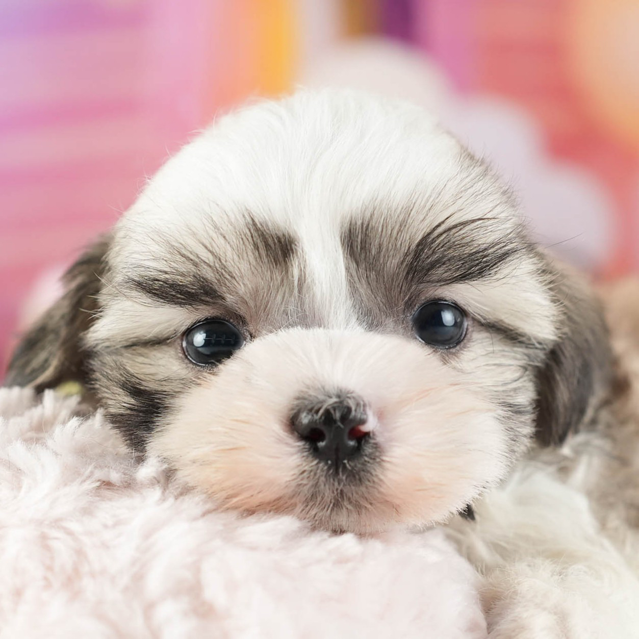 マルズー | 男の子 | ゴールド&ホワイト | 2026年1月13日