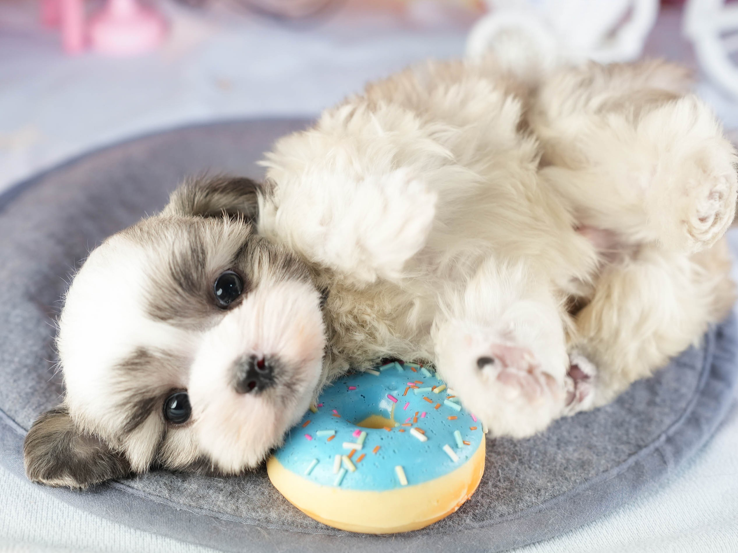 マルズー | 男の子 | ゴールド&ホワイト | 2026年1月13日