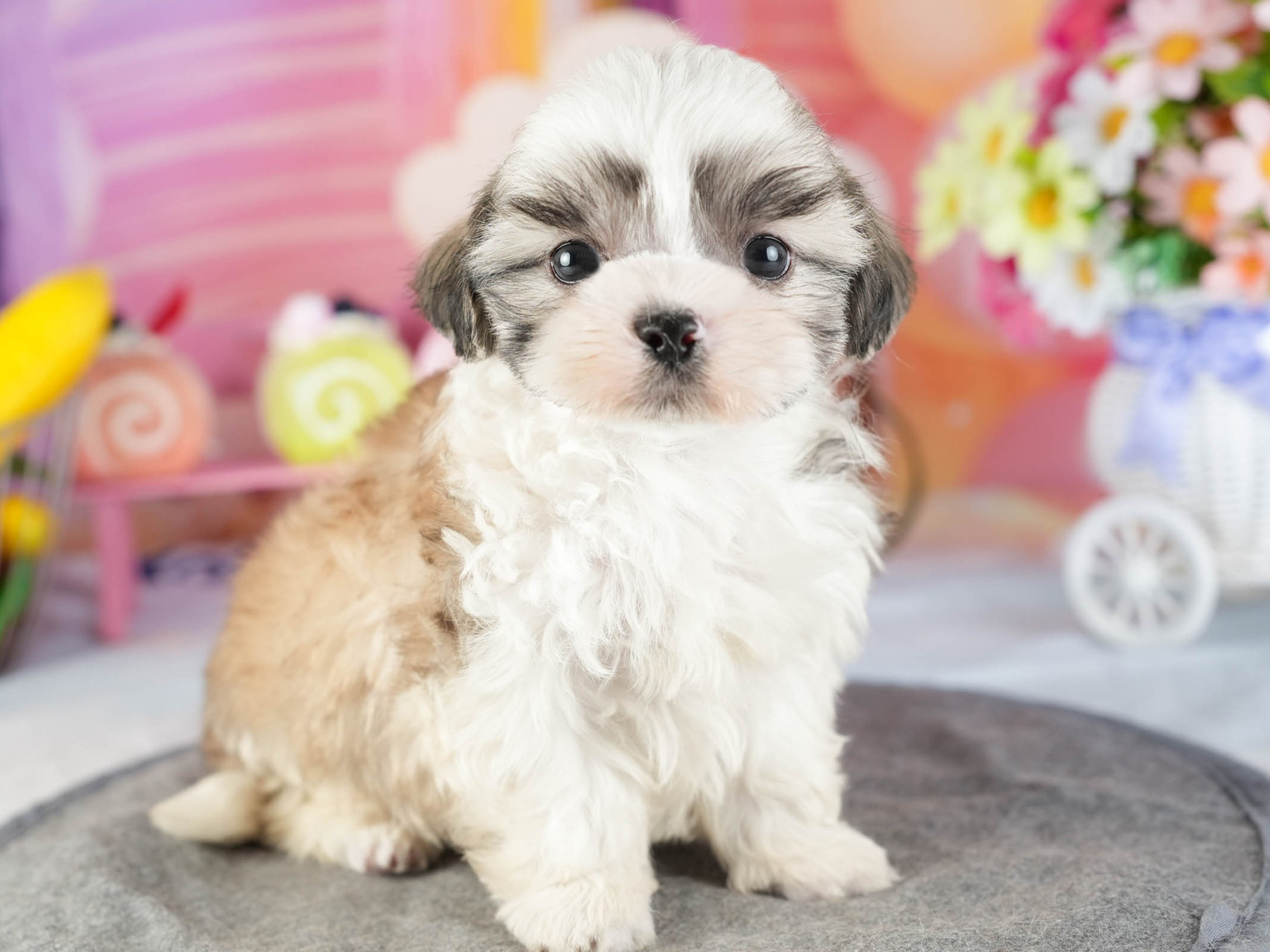 マルズー | 男の子 | ゴールド&ホワイト | 2026年1月13日