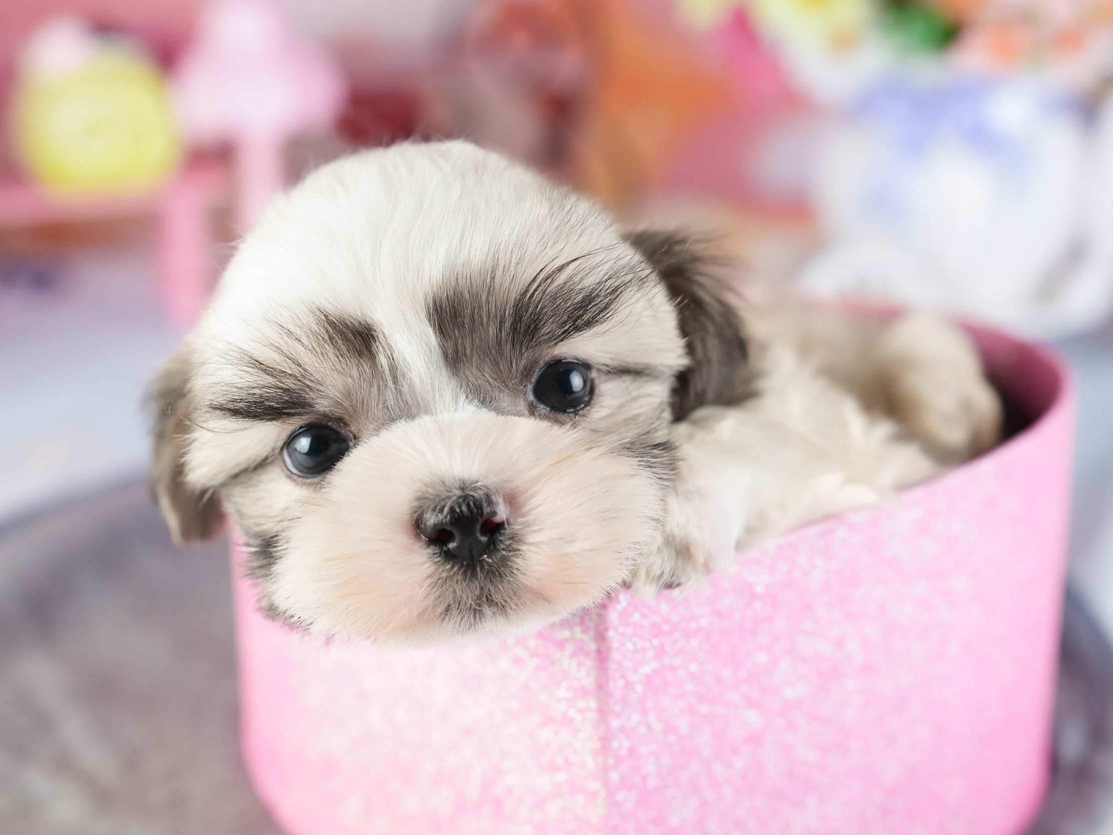 マルズー | 男の子 | ゴールド&ホワイト | 2026年1月13日