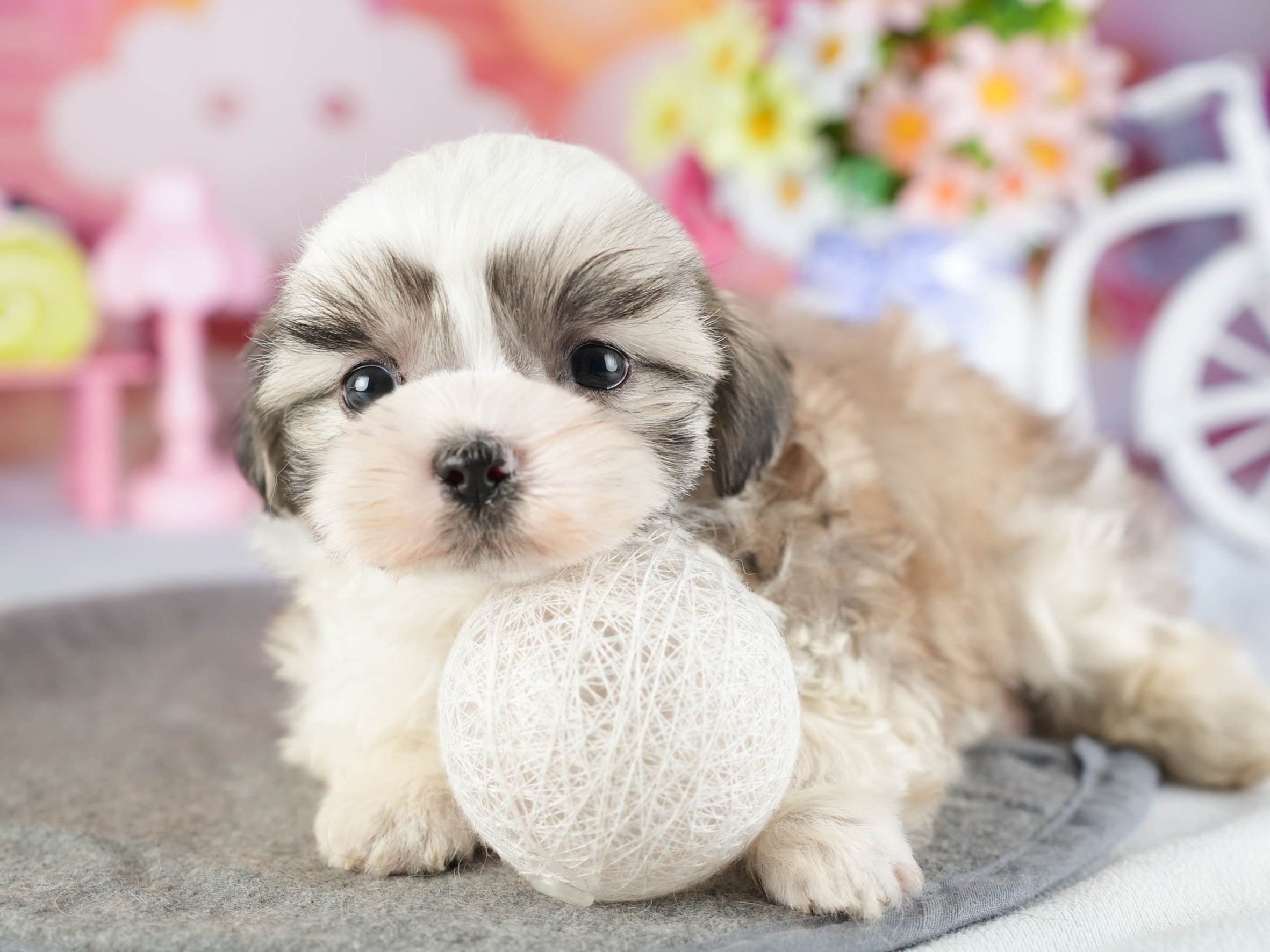 マルズー | 男の子 | ゴールド&ホワイト | 2026年1月13日