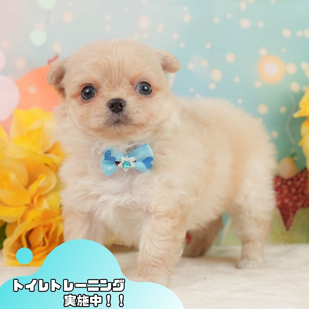 チワワ(ロング) | 男の子 | クリーム＆ホワイト | 2026年1月13日