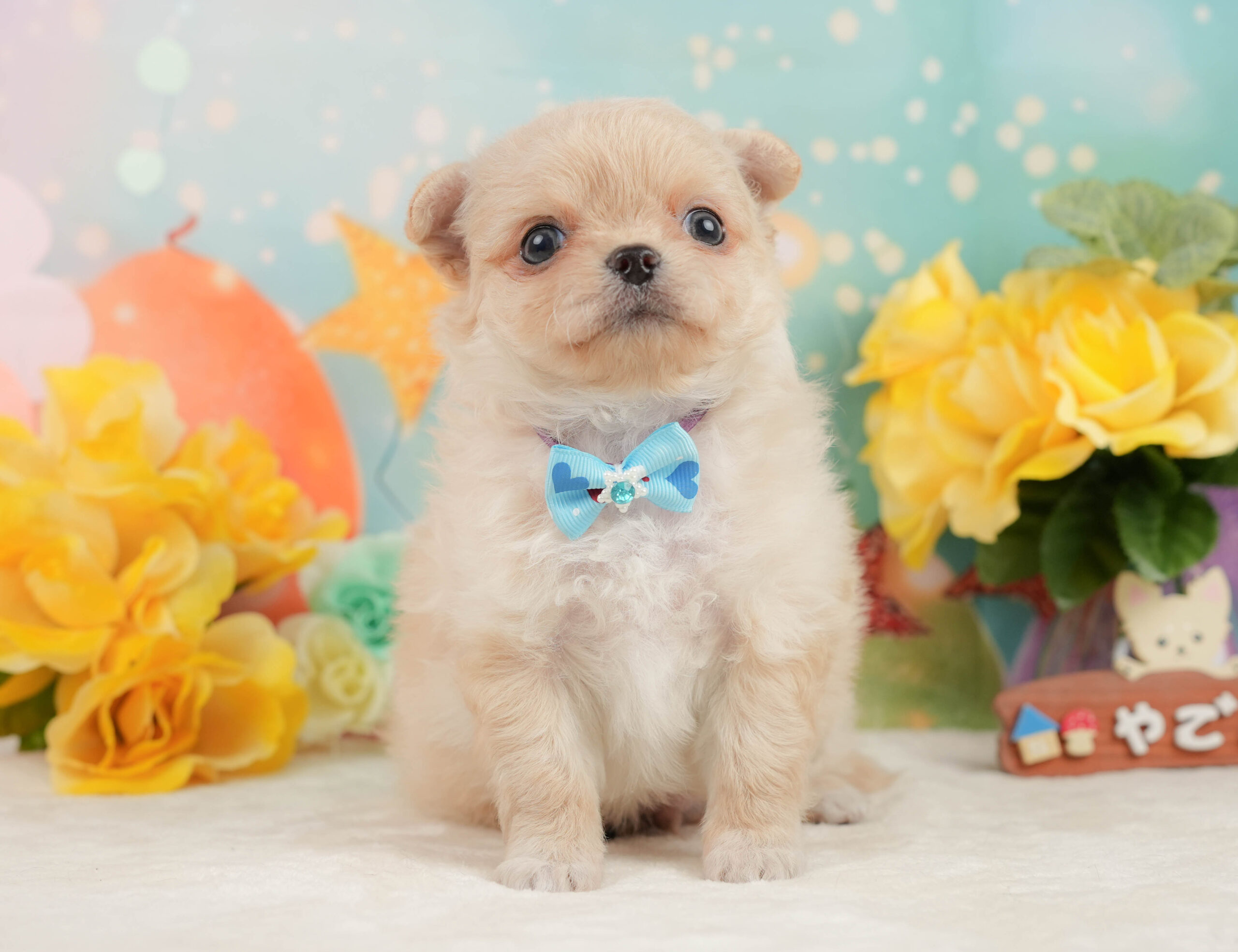チワワ(ロング) | 男の子 | クリーム&ホワイト | 2026年1月13日