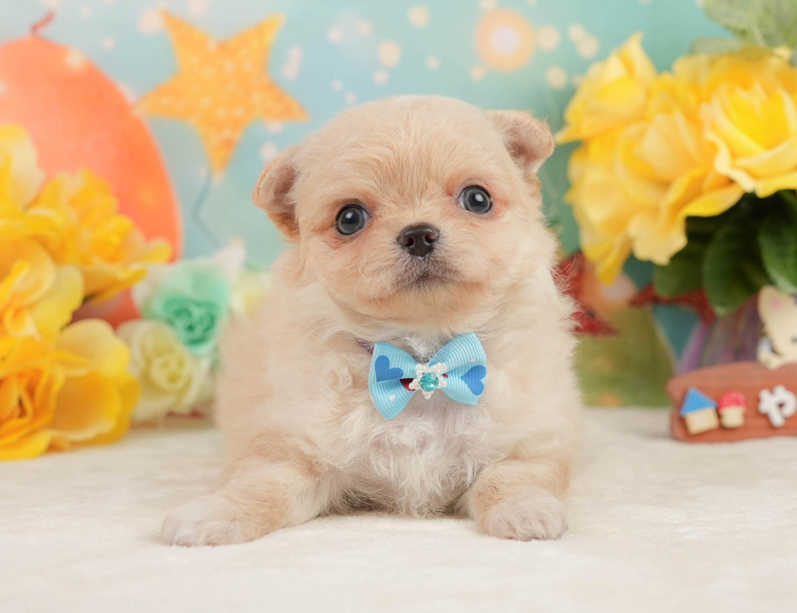 チワワ(ロング) | 男の子 | クリーム&ホワイト | 2026年1月13日