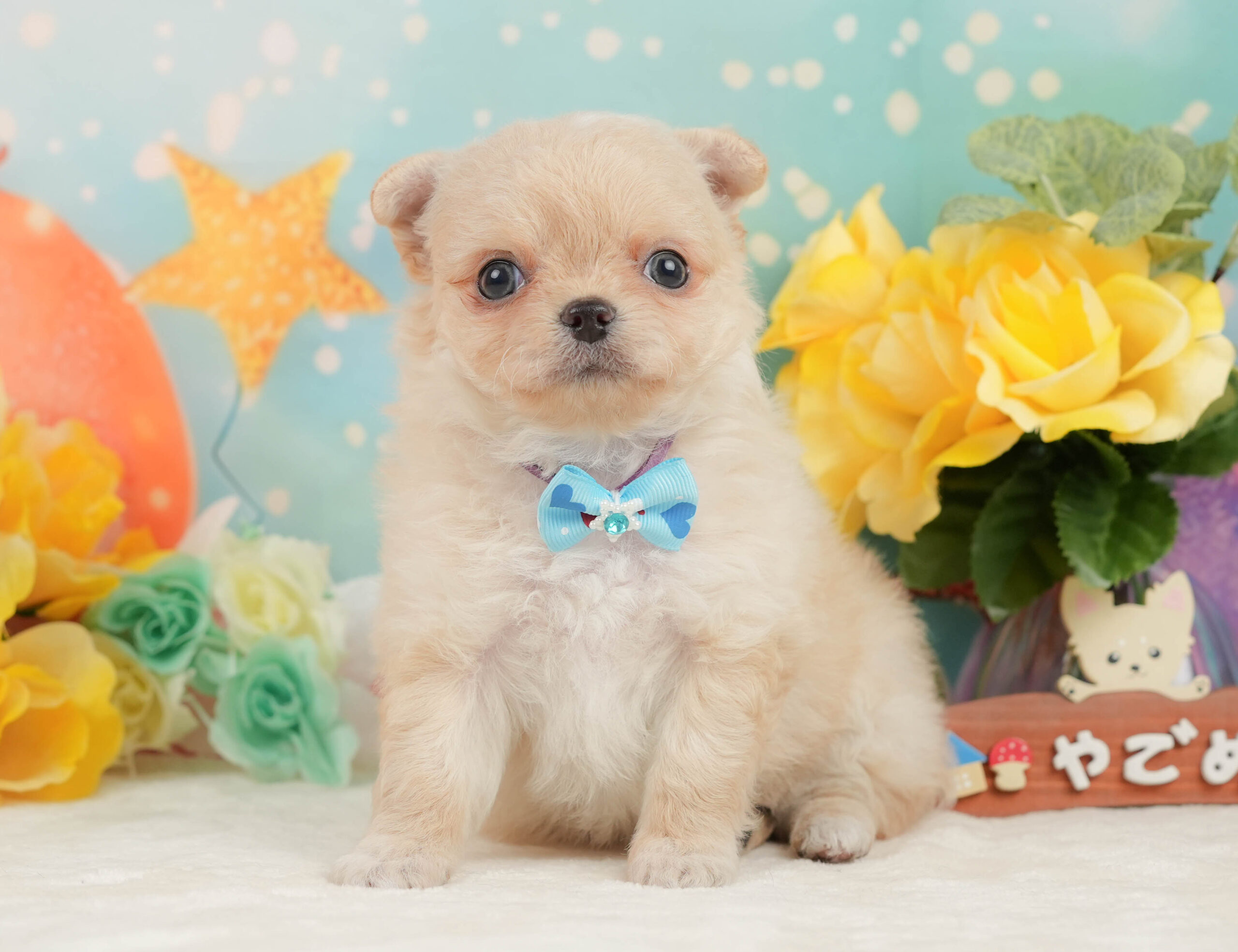 チワワ(ロング) | 男の子 | クリーム&ホワイト | 2026年1月13日