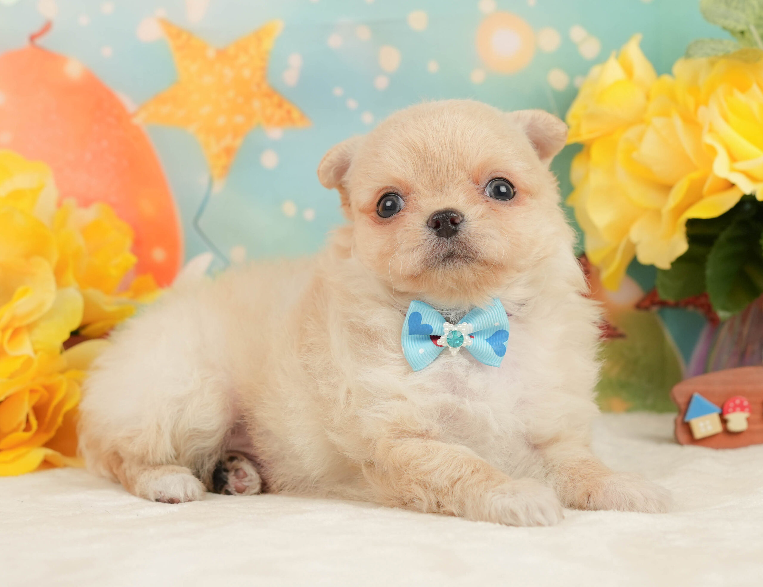 チワワ(ロング) | 男の子 | クリーム&ホワイト | 2026年1月13日