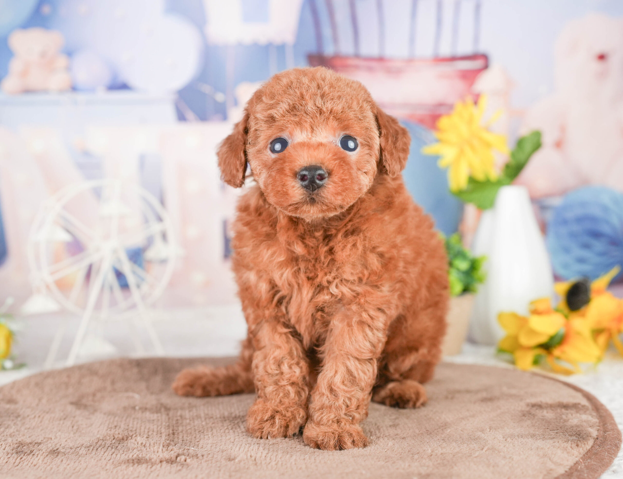 タイニー・プードル | 男の子 | レッド | 2026年1月14日