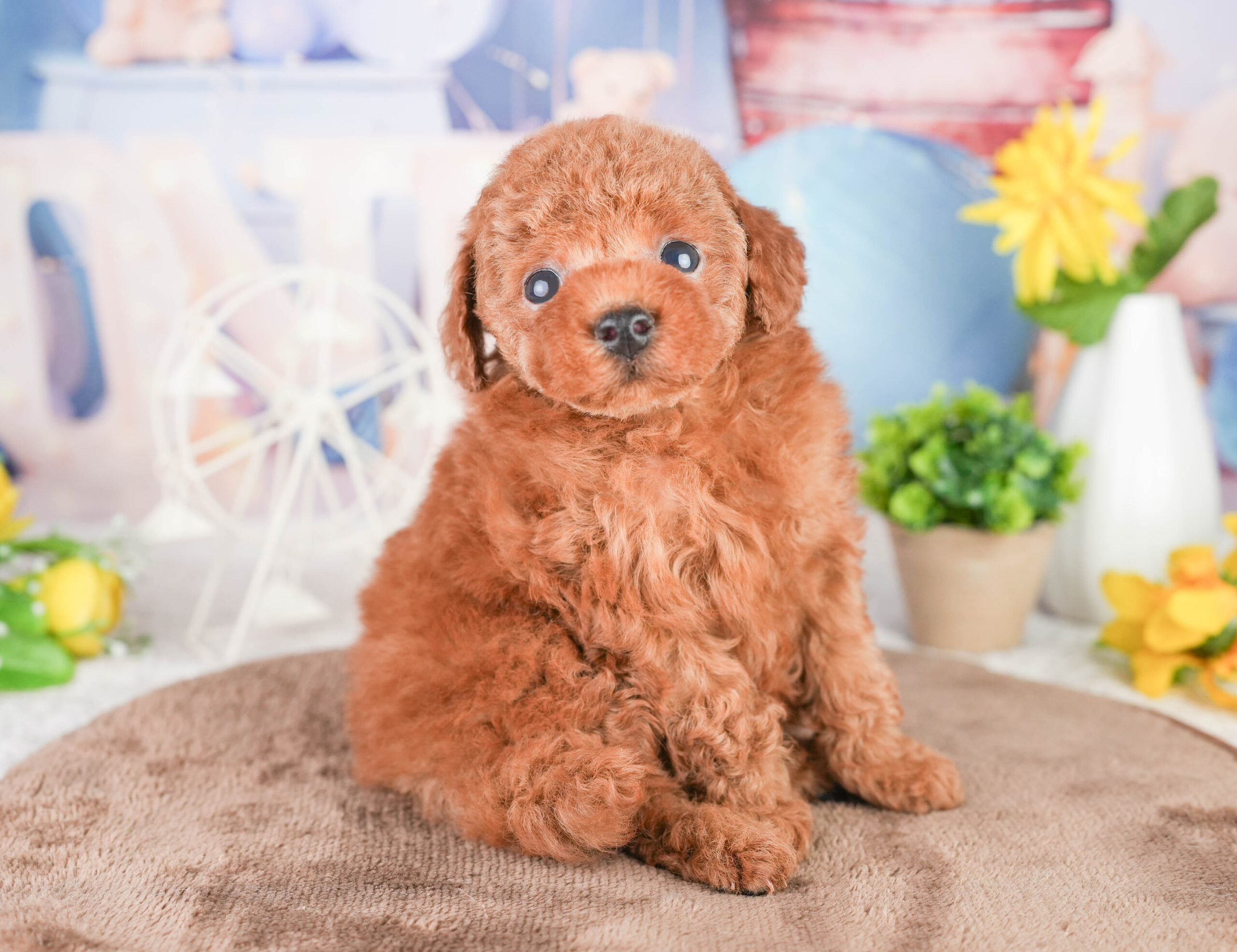 タイニー・プードル | 男の子 | レッド | 2026年1月14日