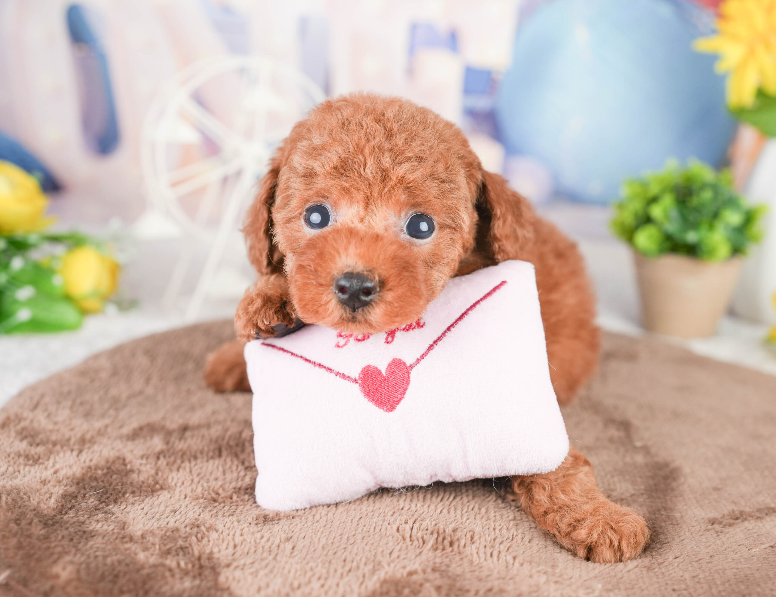 タイニー・プードル | 男の子 | レッド | 2026年1月14日