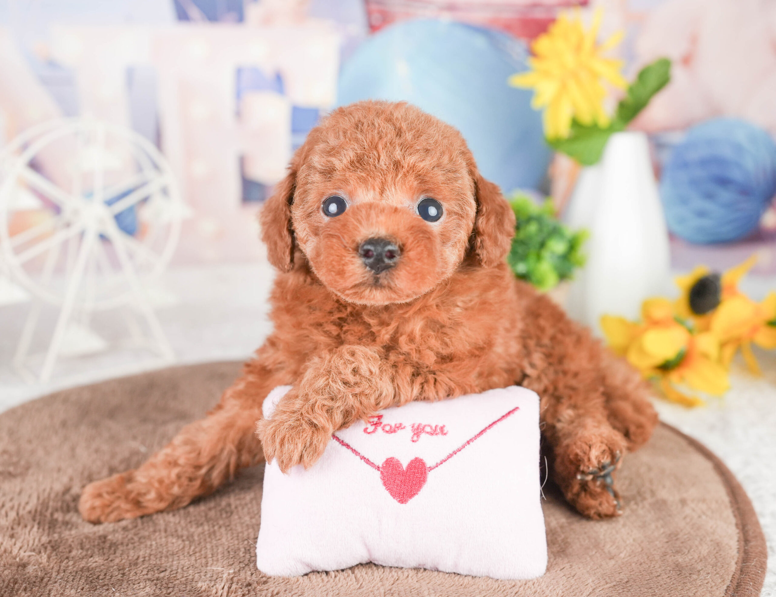 タイニー・プードル | 男の子 | レッド | 2026年1月14日