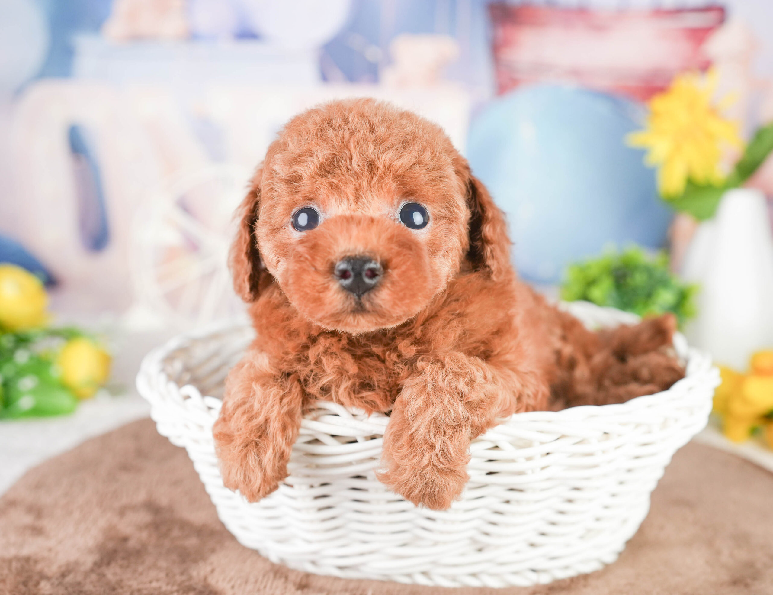 タイニー・プードル | 男の子 | レッド | 2026年1月14日