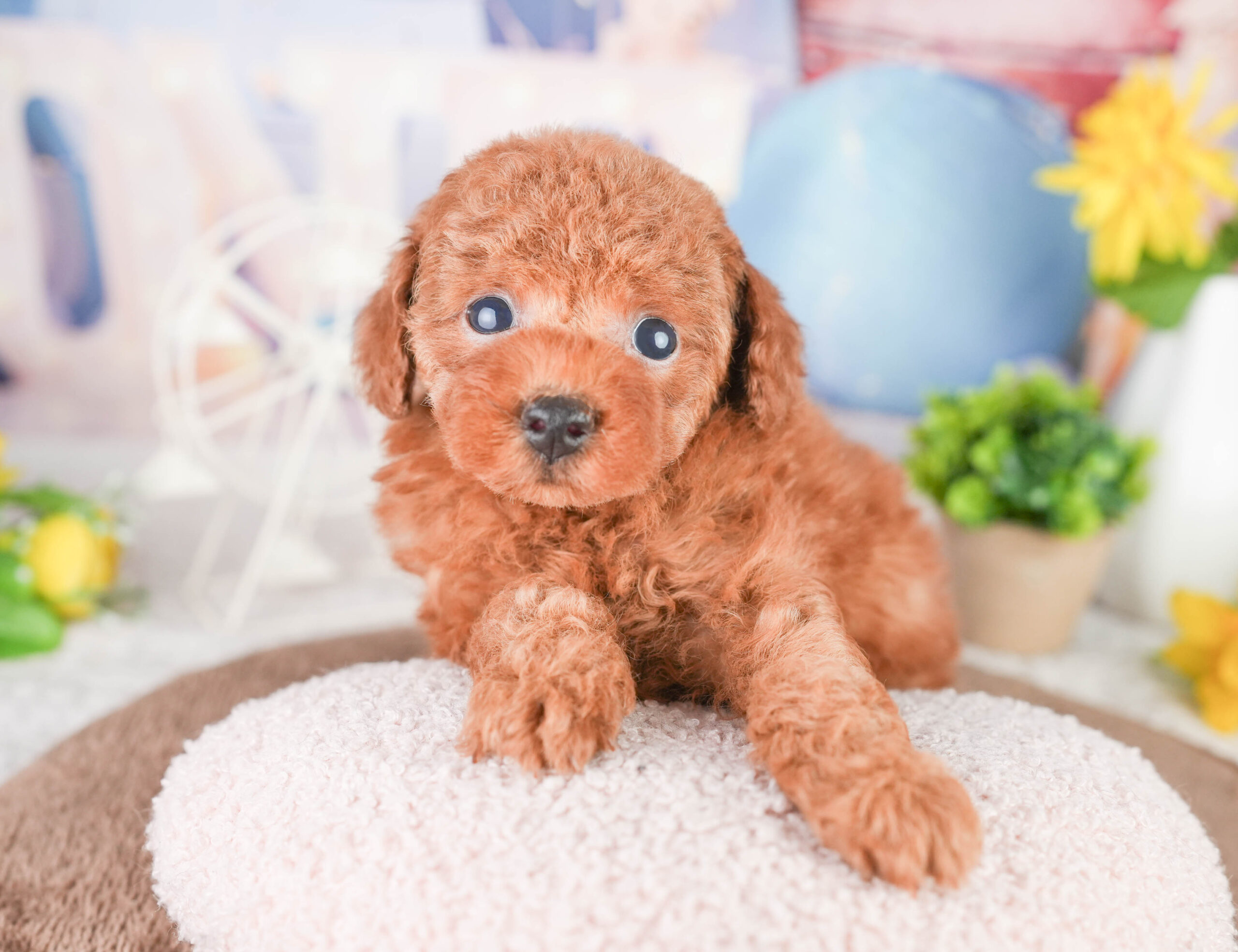 タイニー・プードル | 男の子 | レッド | 2026年1月14日