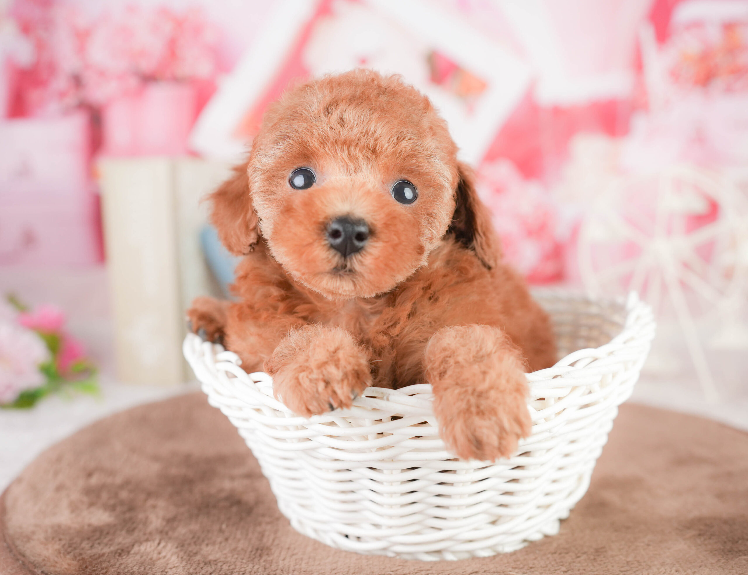 タイニー・プードル | 女の子 | レッド | 2026年1月14日