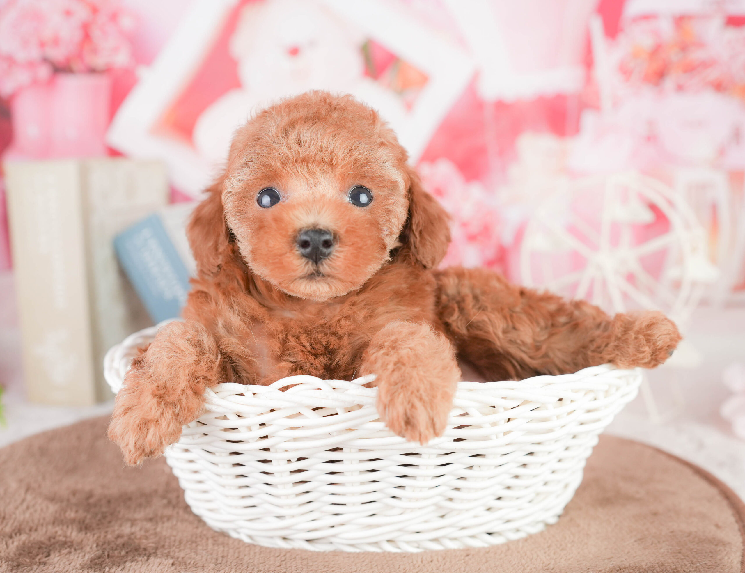 タイニー・プードル | 女の子 | レッド | 2026年1月14日