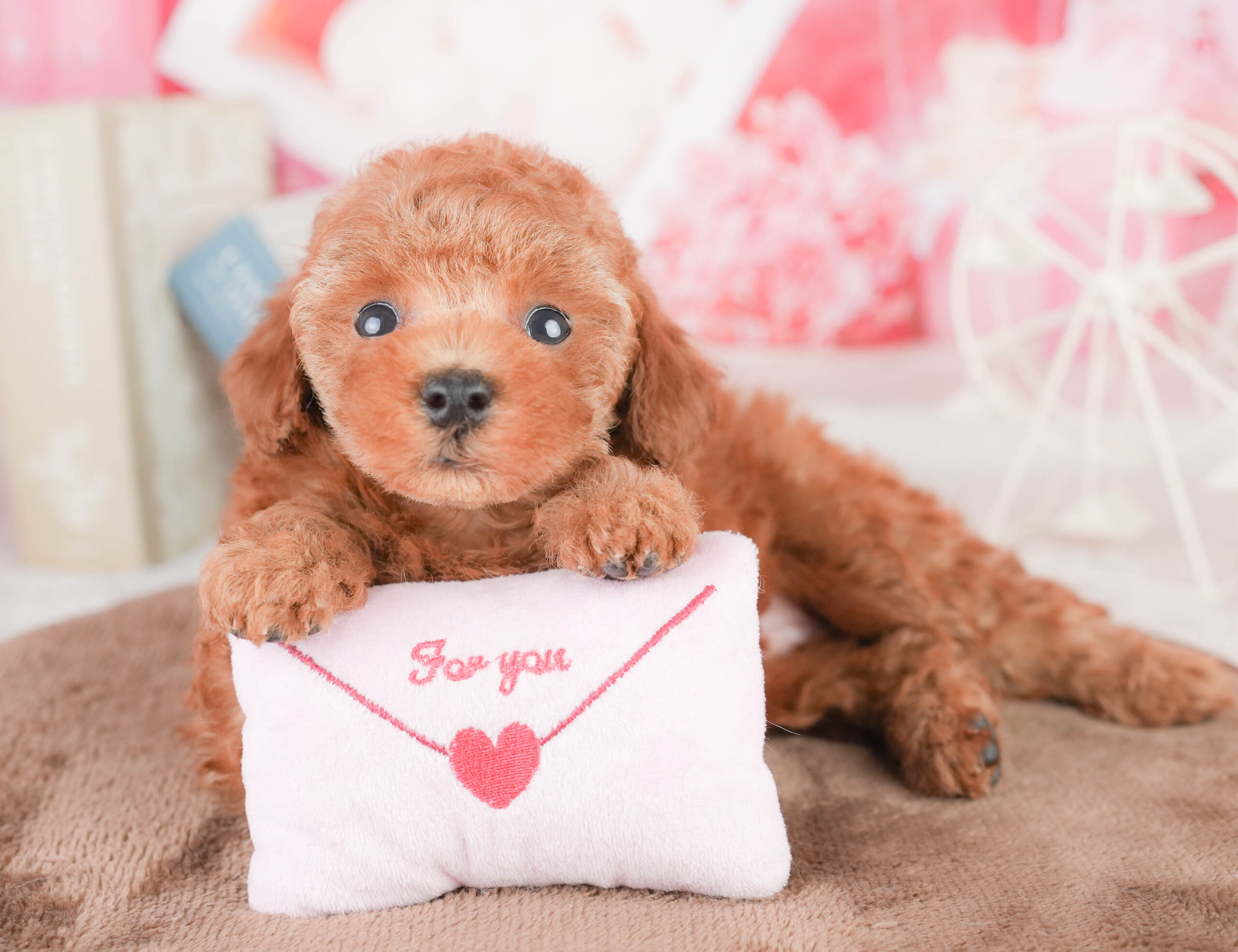 タイニー・プードル | 女の子 | レッド | 2026年1月14日