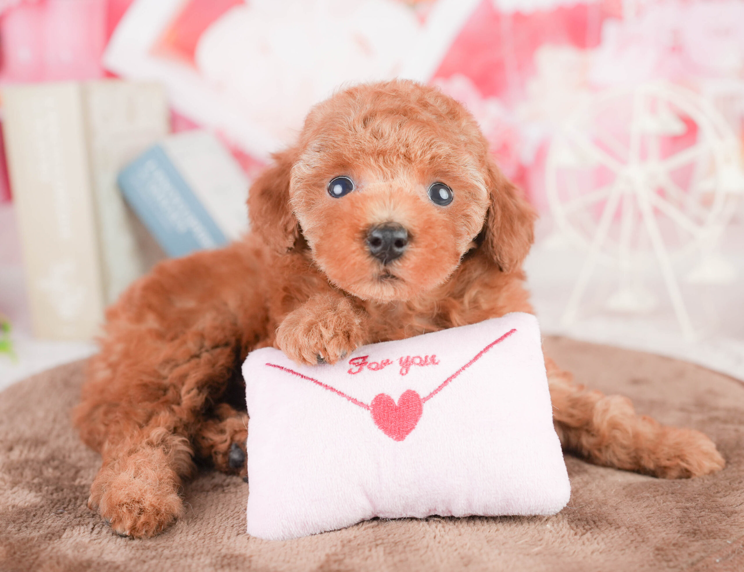 タイニー・プードル | 女の子 | レッド | 2026年1月14日