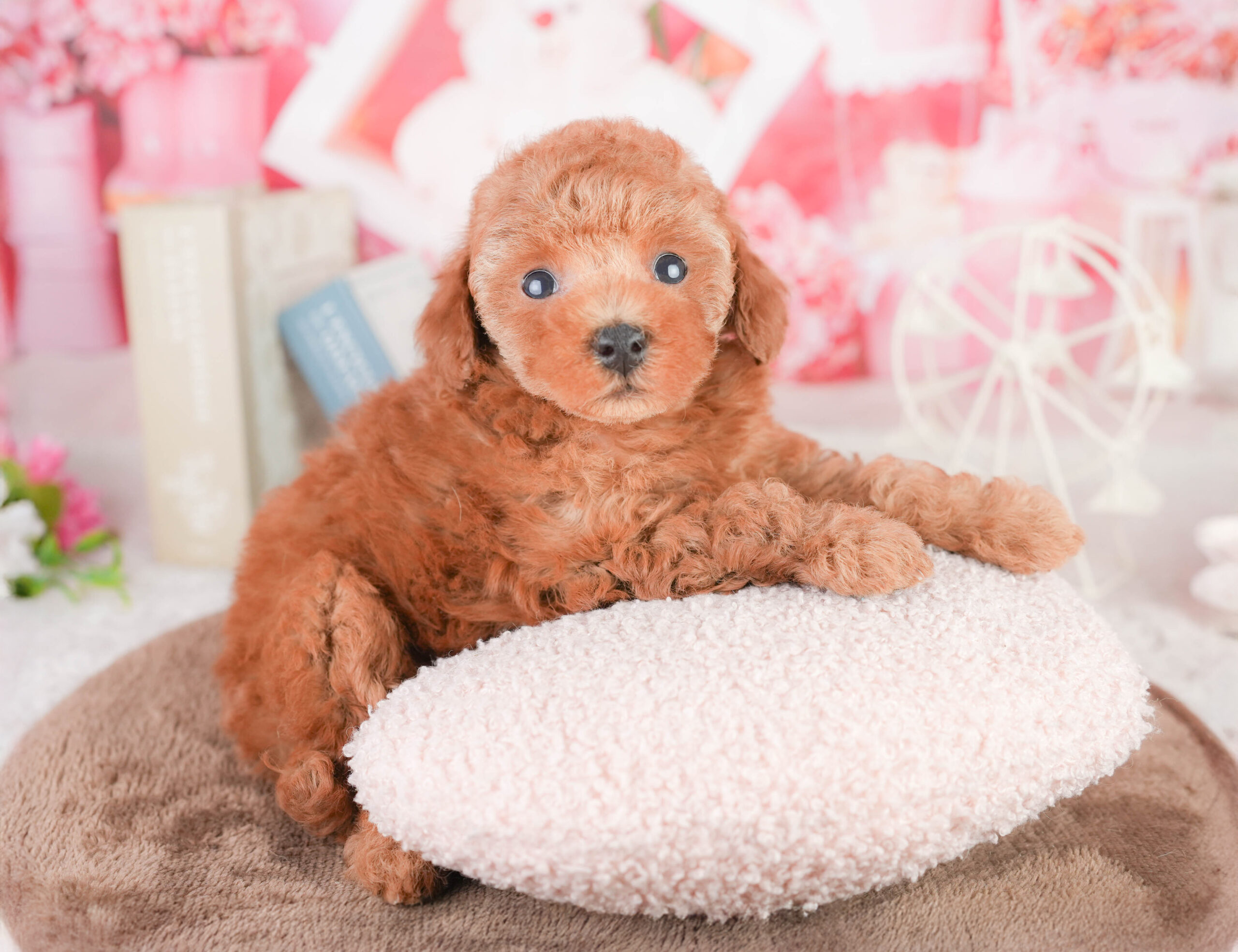 タイニー・プードル | 女の子 | レッド | 2026年1月14日