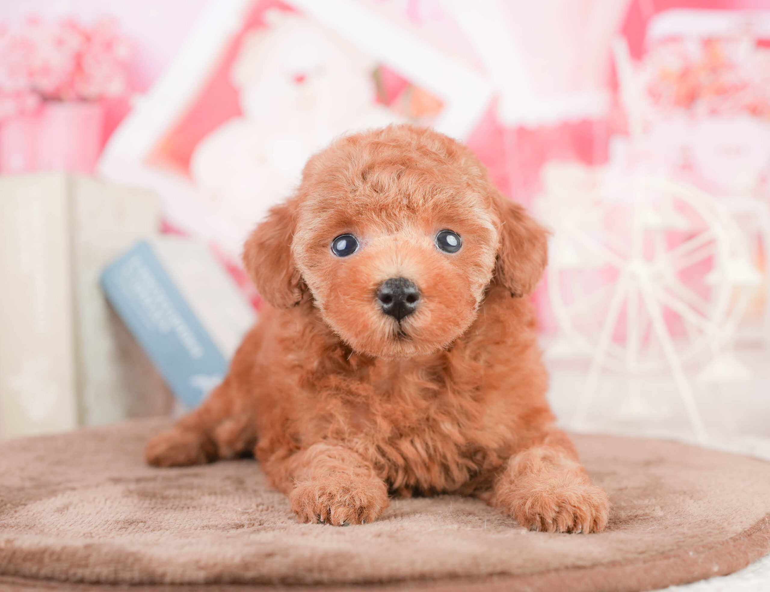 タイニー・プードル | 女の子 | レッド | 2026年1月14日