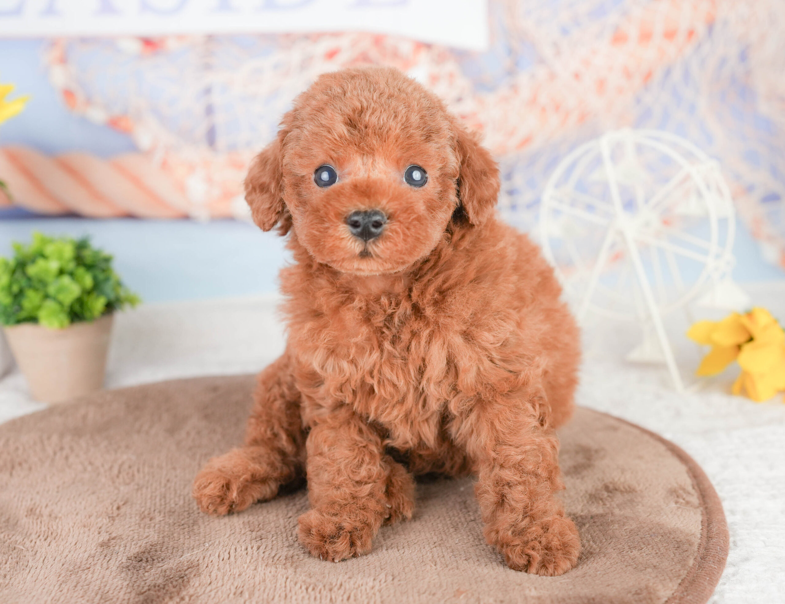 タイニー・プードル | 男の子 | レッド | 2026年1月14日