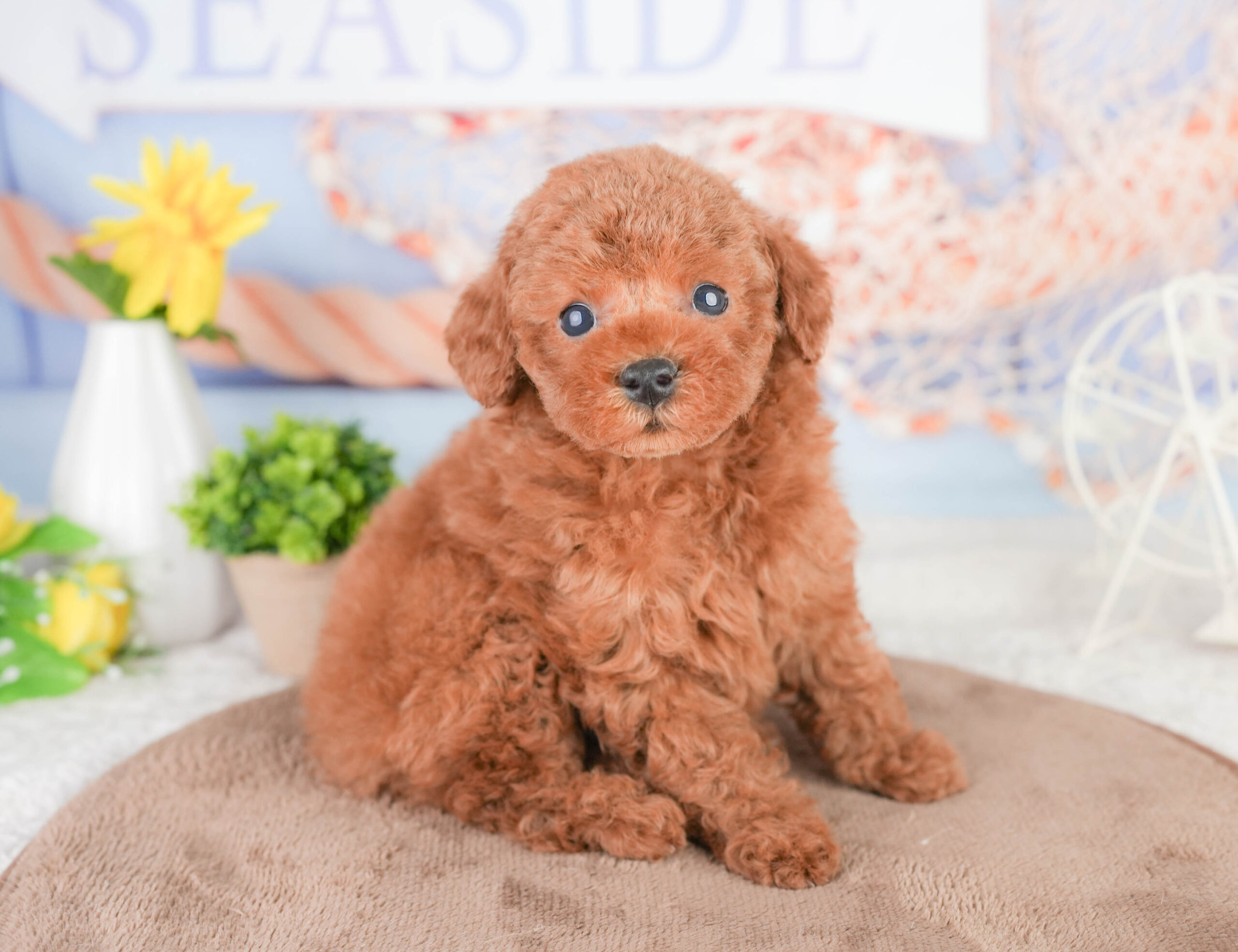 タイニー・プードル | 男の子 | レッド | 2026年1月14日