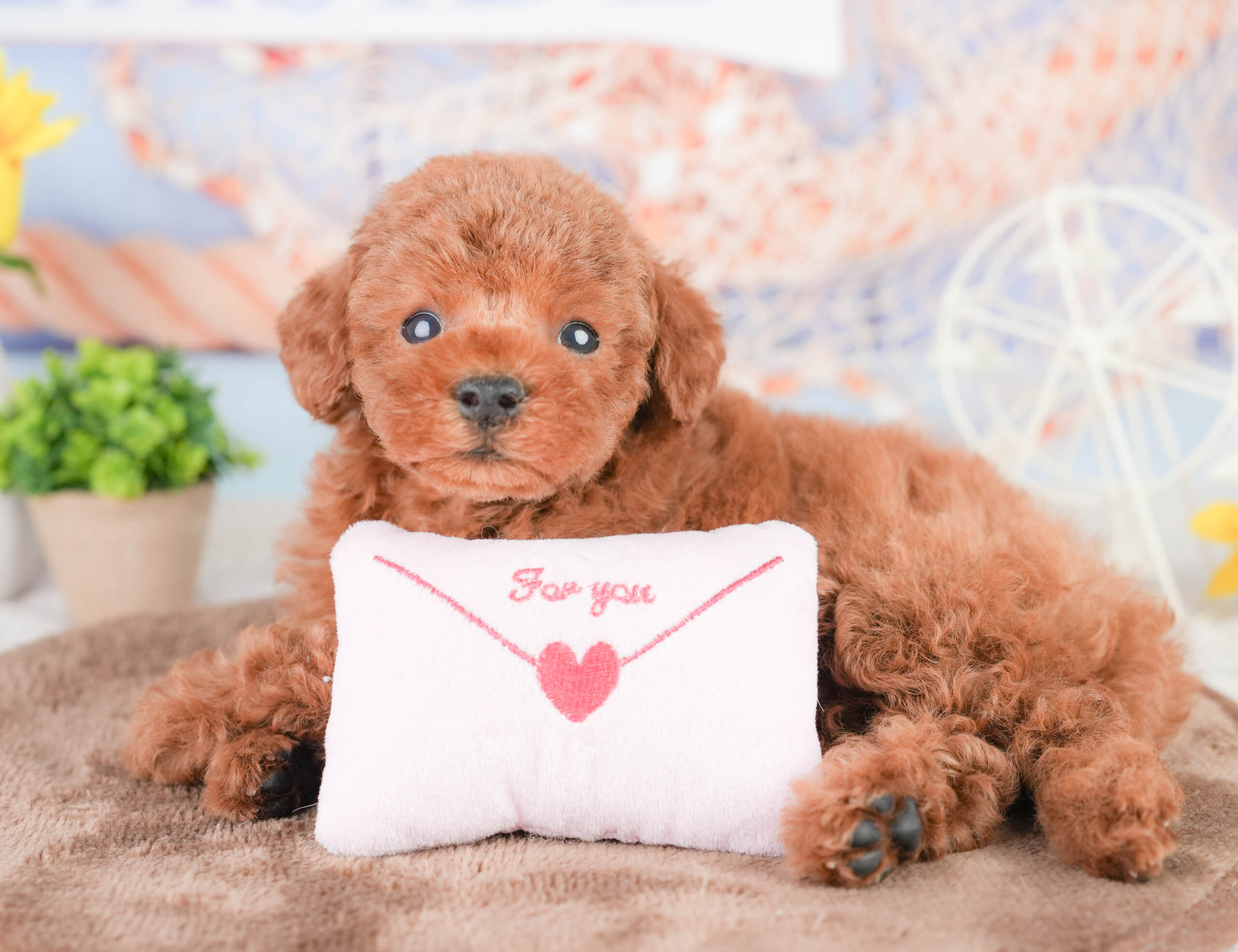 タイニー・プードル | 男の子 | レッド | 2026年1月14日