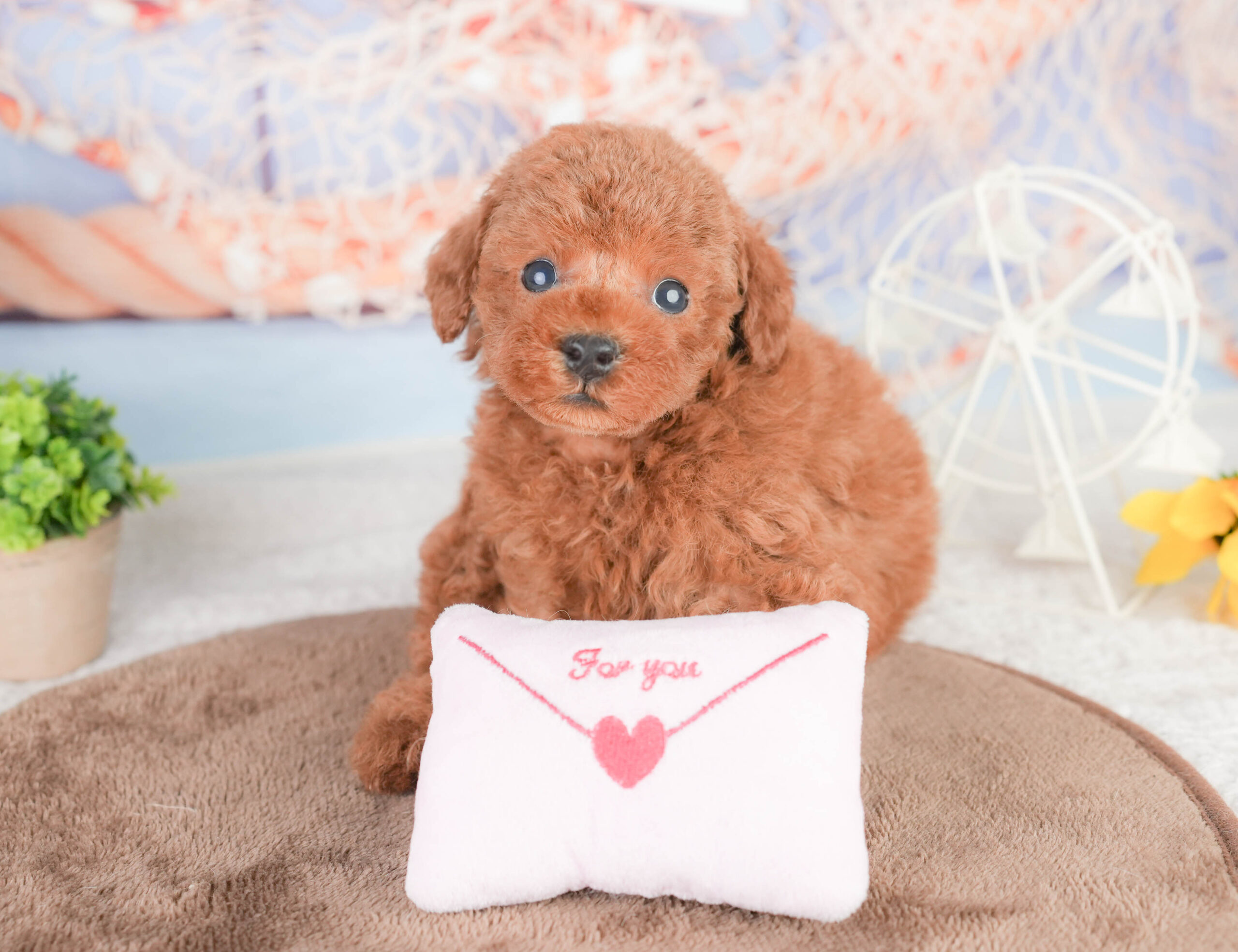 タイニー・プードル | 男の子 | レッド | 2026年1月14日