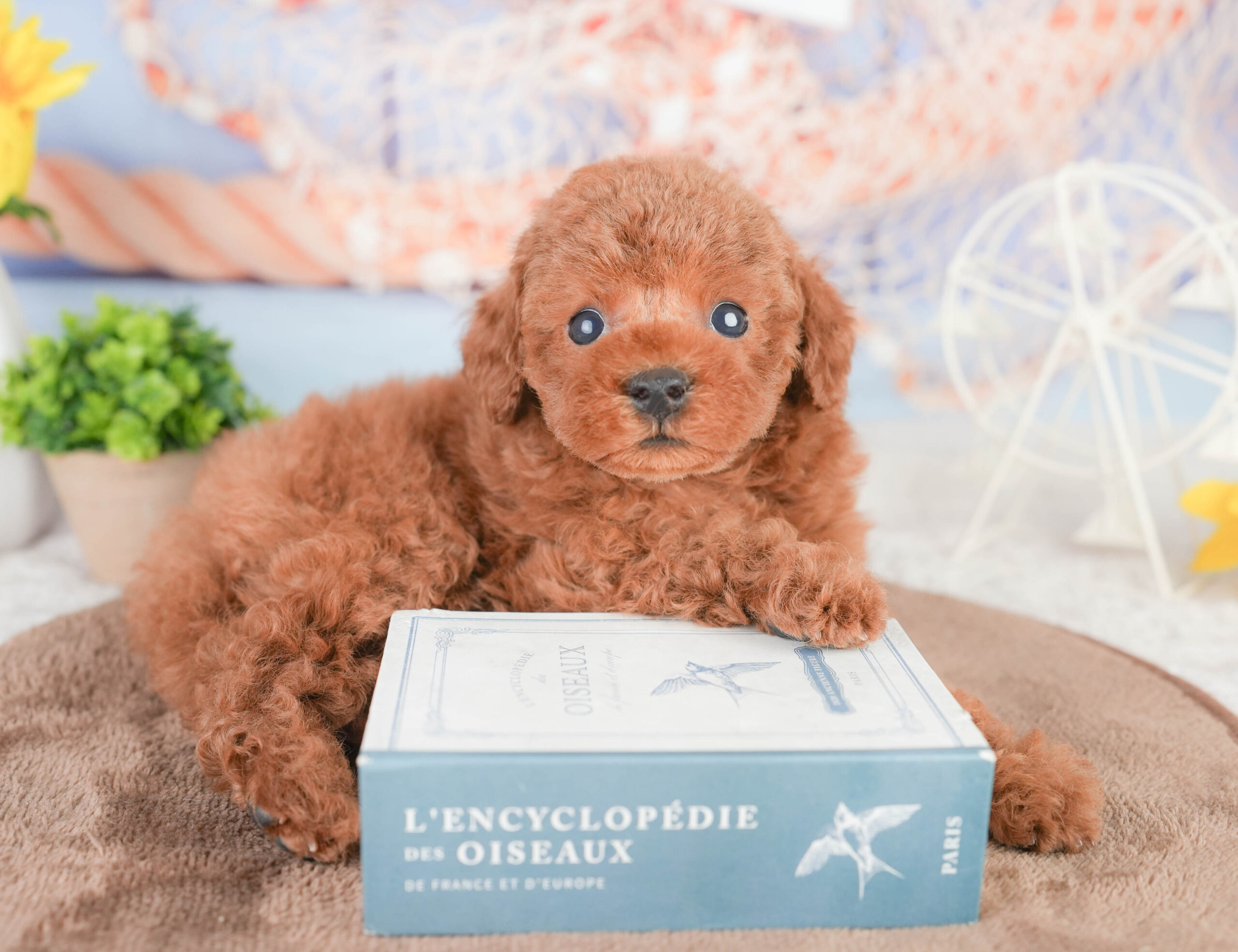 タイニー・プードル | 男の子 | レッド | 2026年1月14日