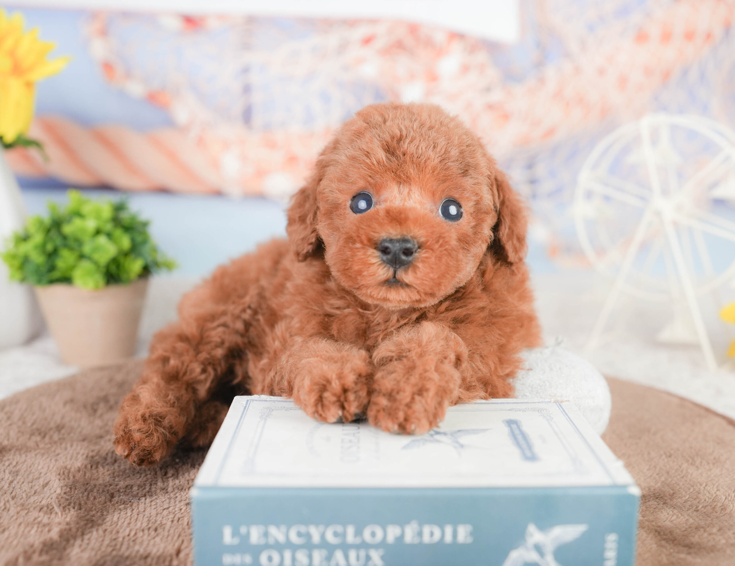 タイニー・プードル | 男の子 | レッド | 2026年1月14日
