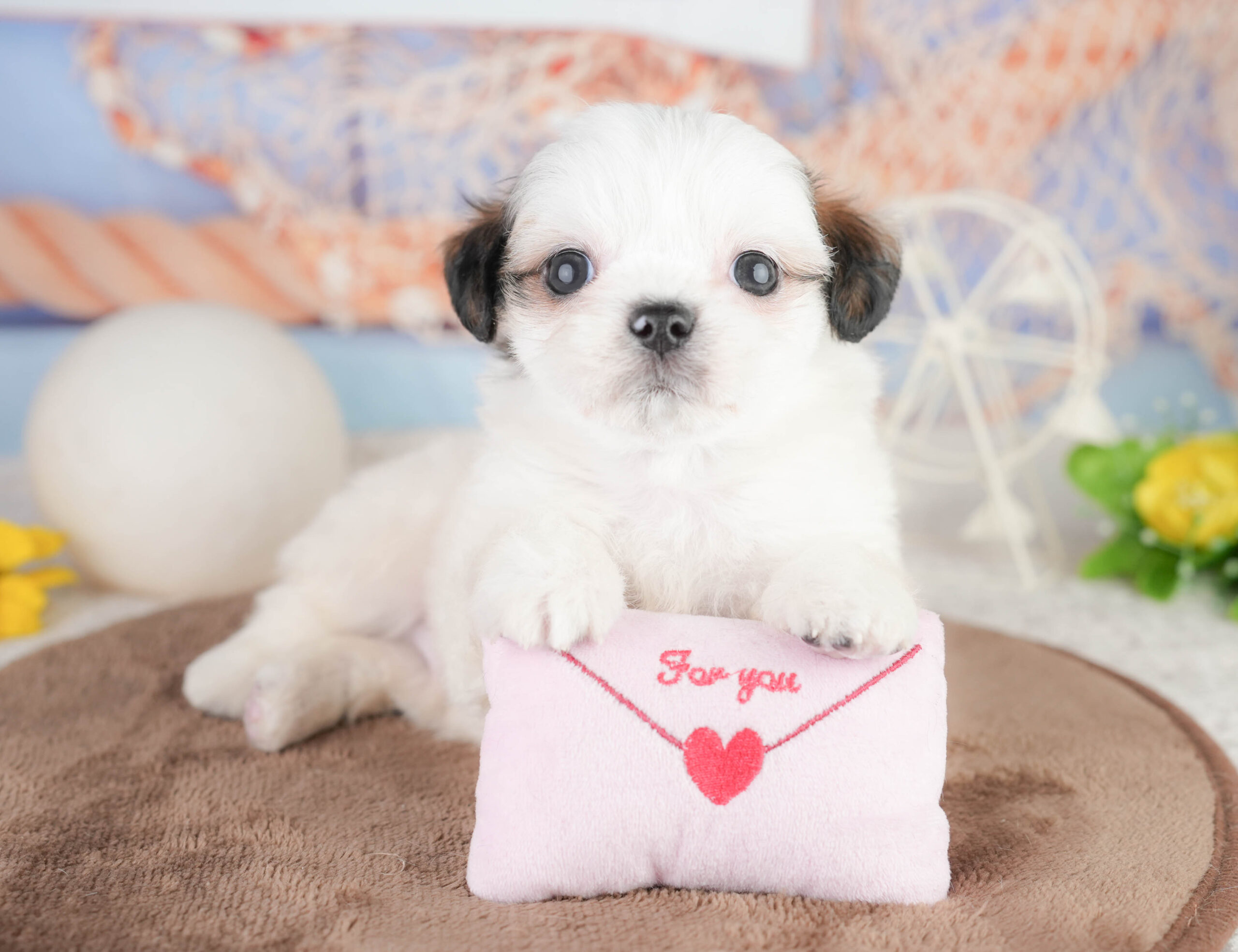 チーズー | 男の子 | ゴールド＆ホワイト | 2026年1月14日