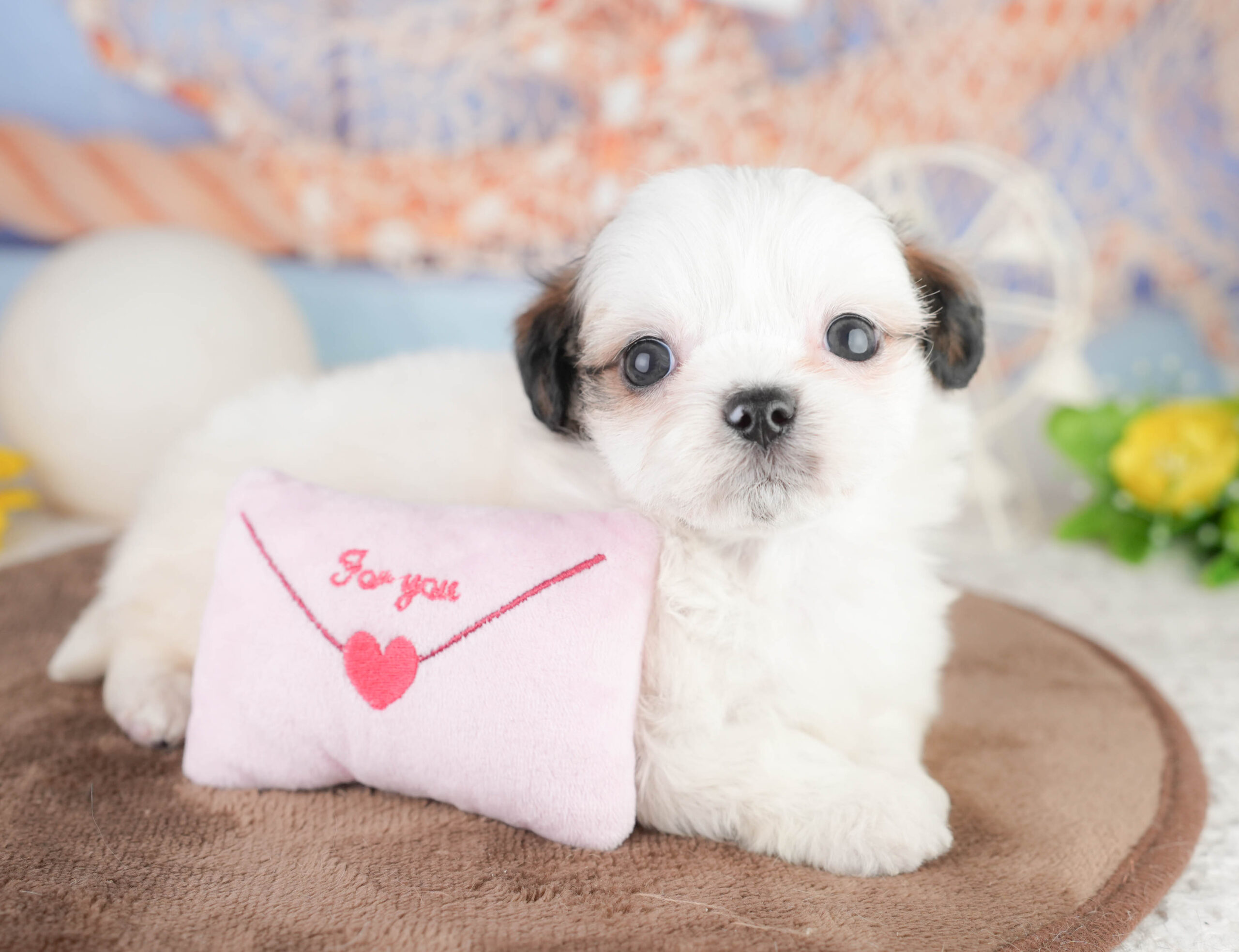 チーズー | 男の子 | ゴールド＆ホワイト | 2026年1月14日