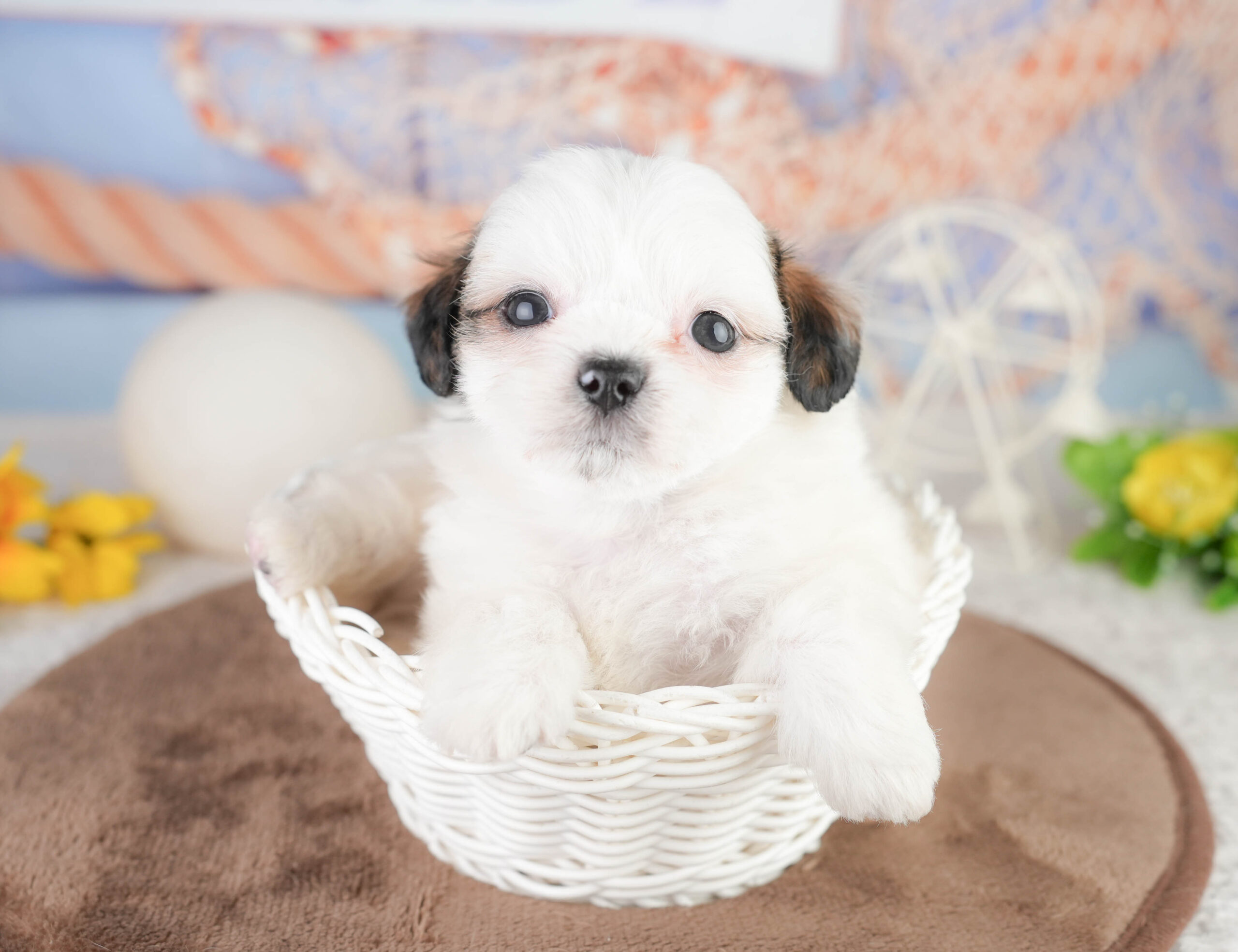 チーズー | 男の子 | ゴールド＆ホワイト | 2026年1月14日