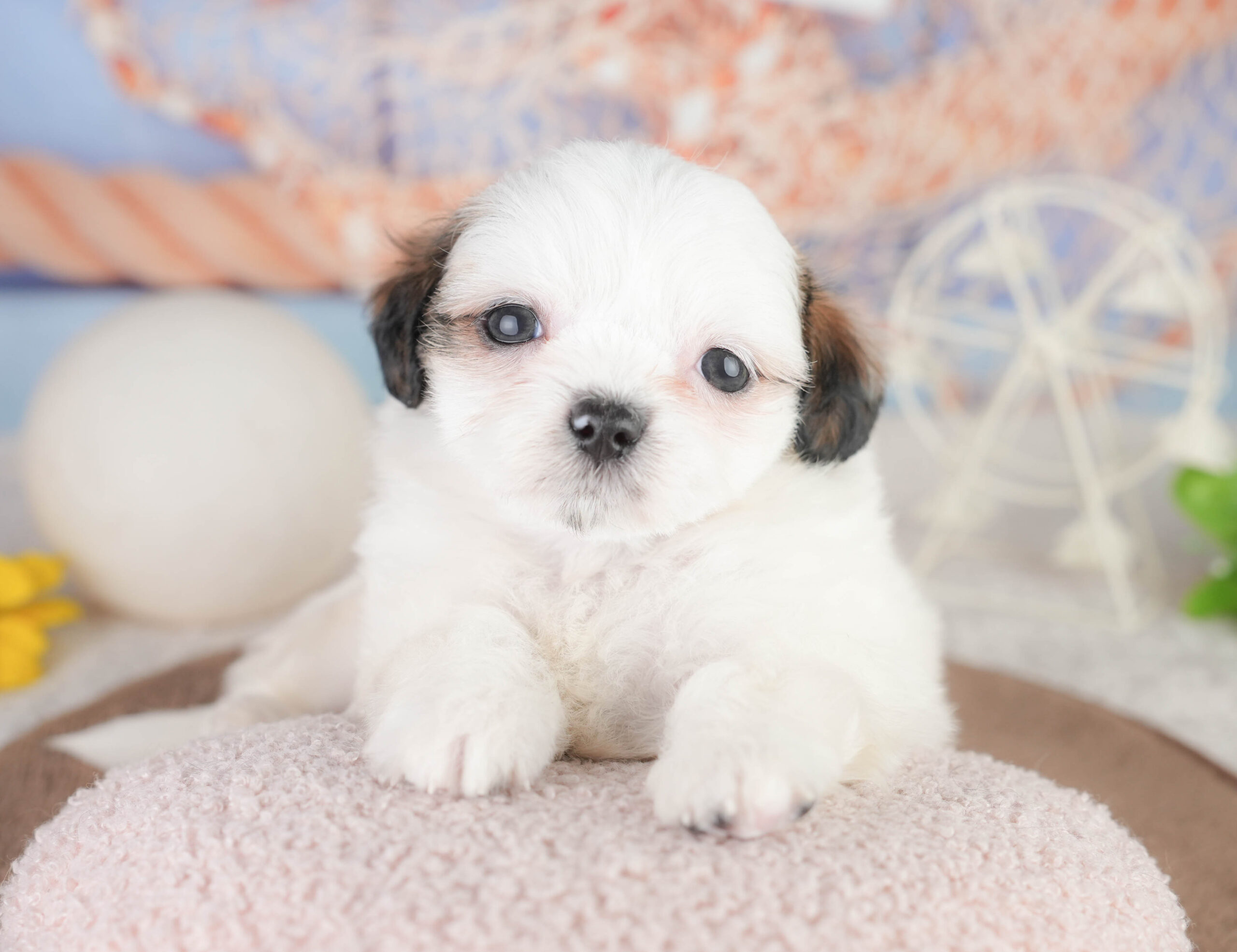 チーズー | 男の子 | ゴールド＆ホワイト | 2026年1月14日