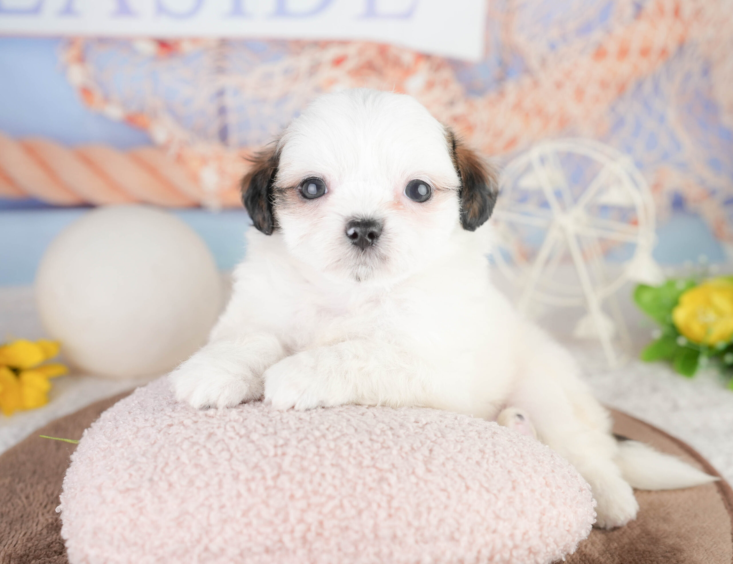 チーズー | 男の子 | ゴールド＆ホワイト | 2026年1月14日