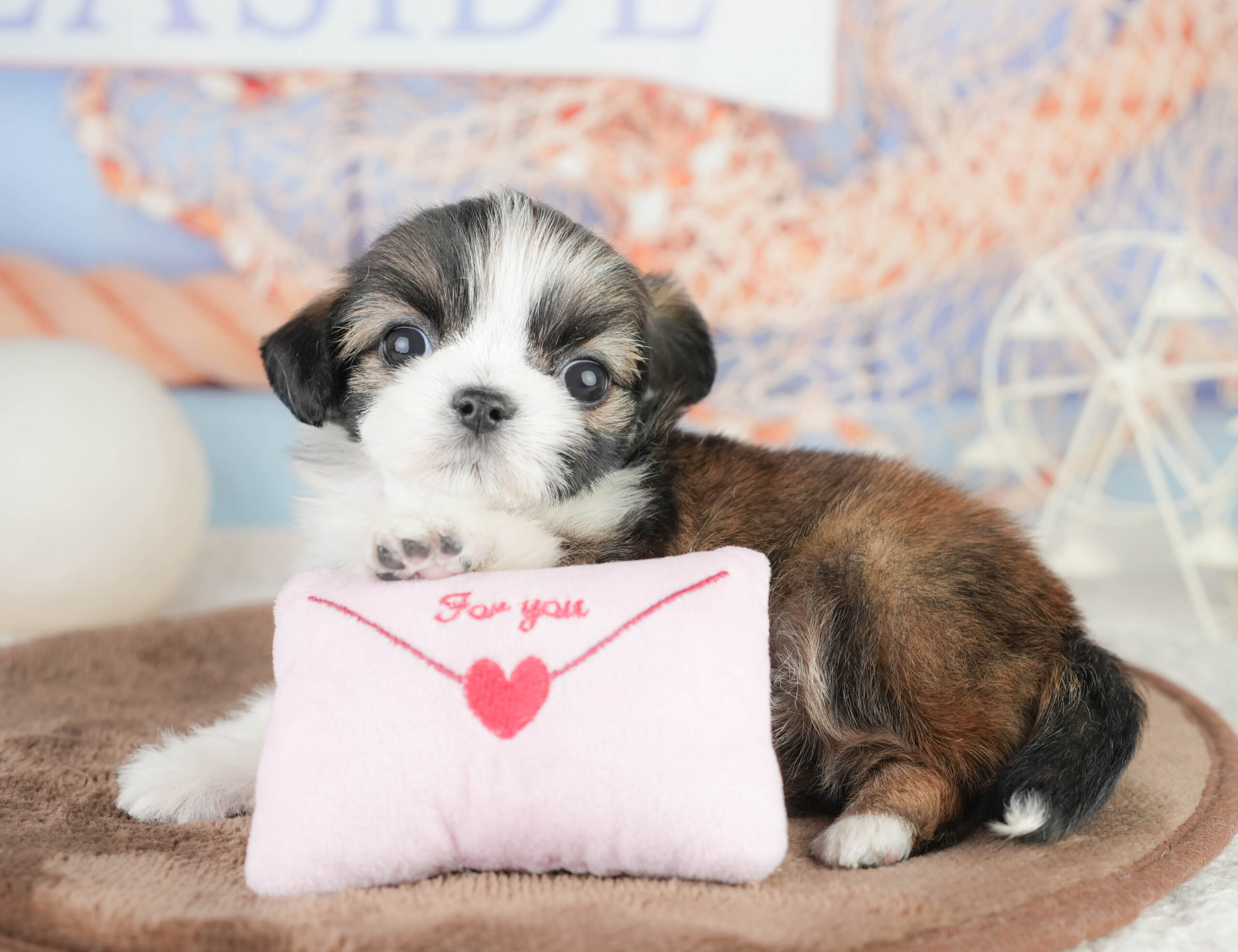 チーズー | 女の子 | フォーン＆ホワイト | 2026年1月14日