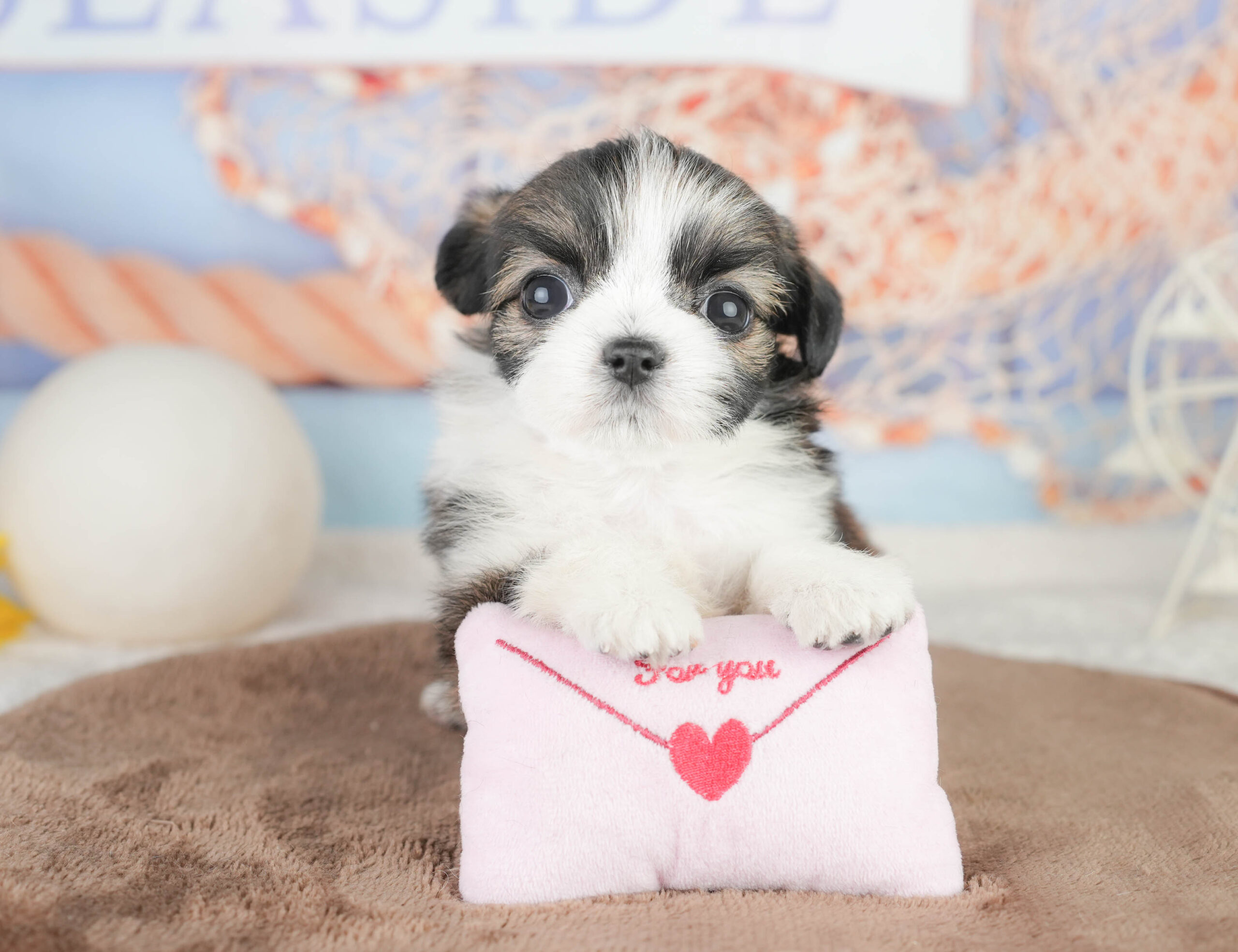 チーズー | 女の子 | フォーン＆ホワイト | 2026年1月14日