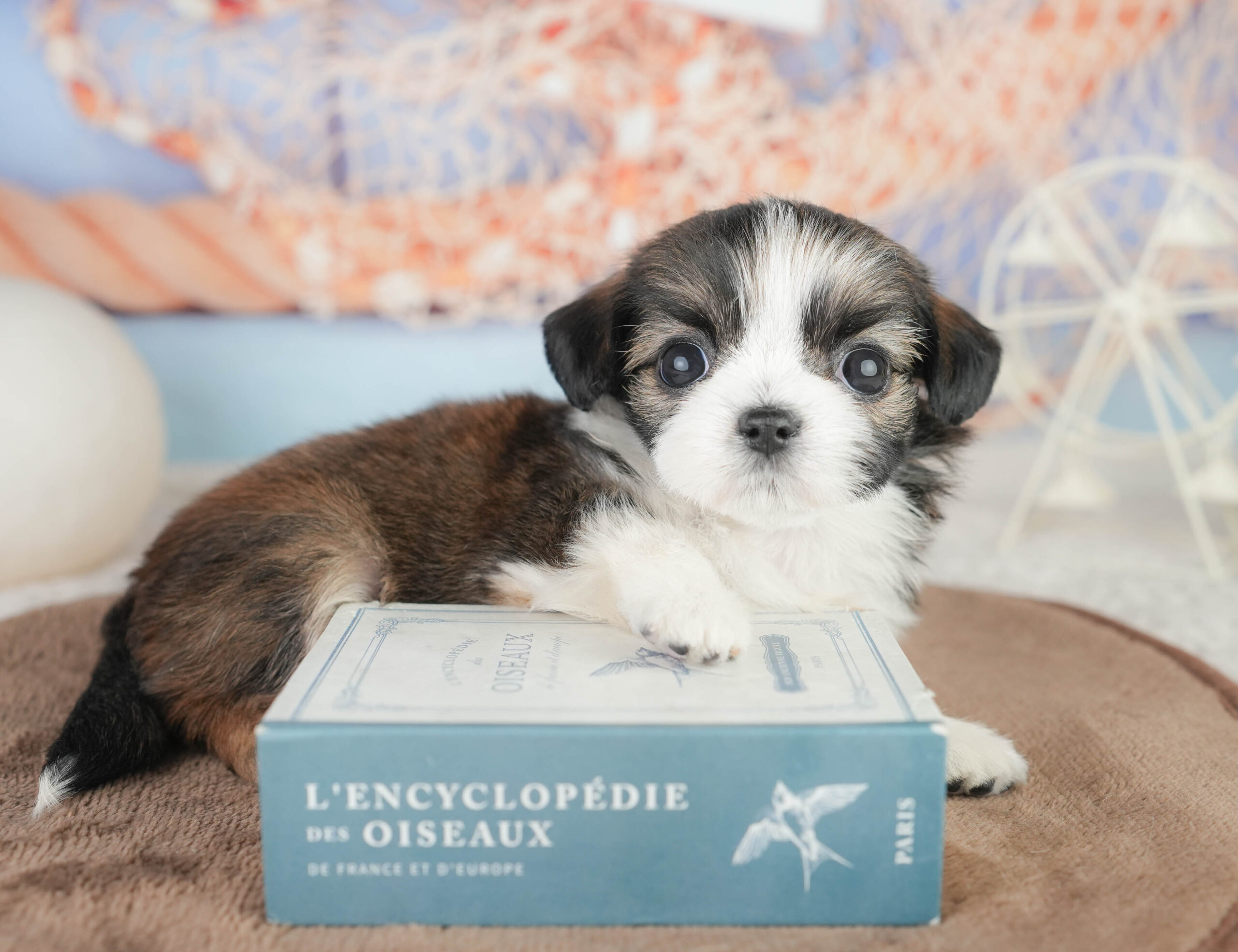 チーズー | 女の子 | フォーン＆ホワイト | 2026年1月14日