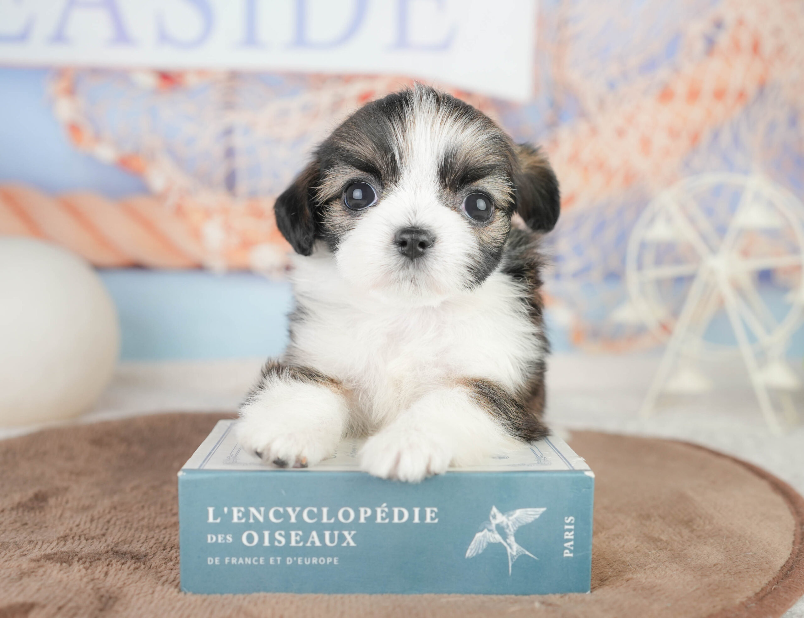 チーズー | 女の子 | フォーン＆ホワイト | 2026年1月14日