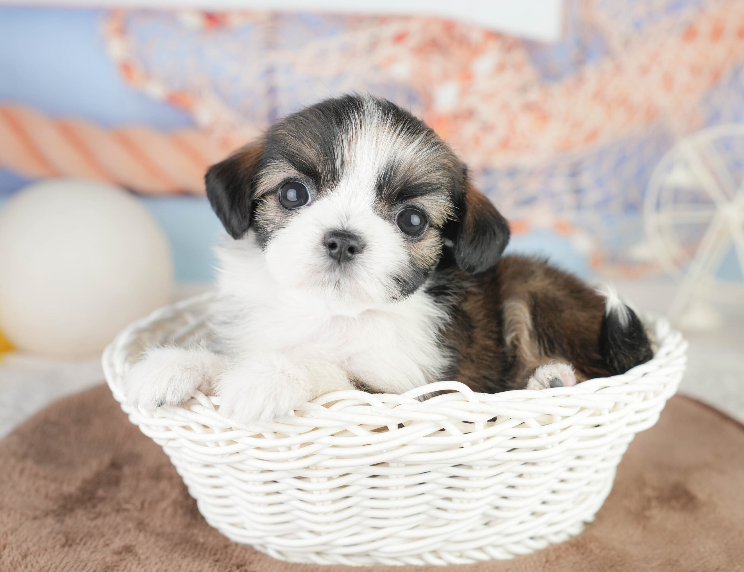 チーズー | 女の子 | フォーン＆ホワイト | 2026年1月14日