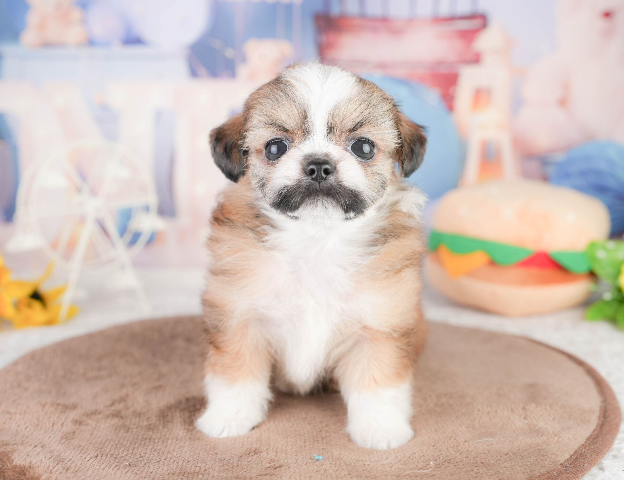 チーズー | 女の子 | フォーン＆ホワイト | 2026年1月14日