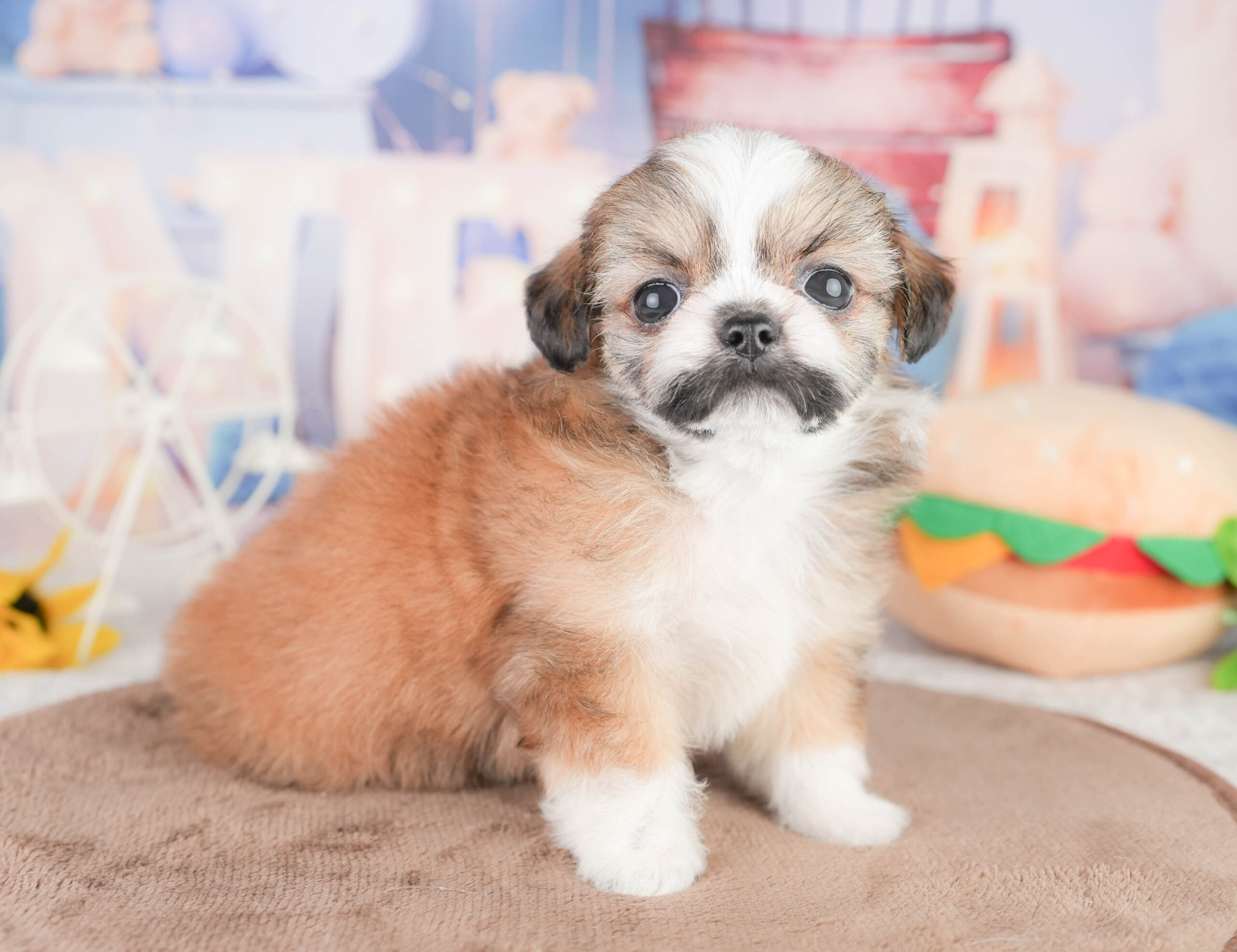 チーズー | 女の子 | フォーン＆ホワイト | 2026年1月14日