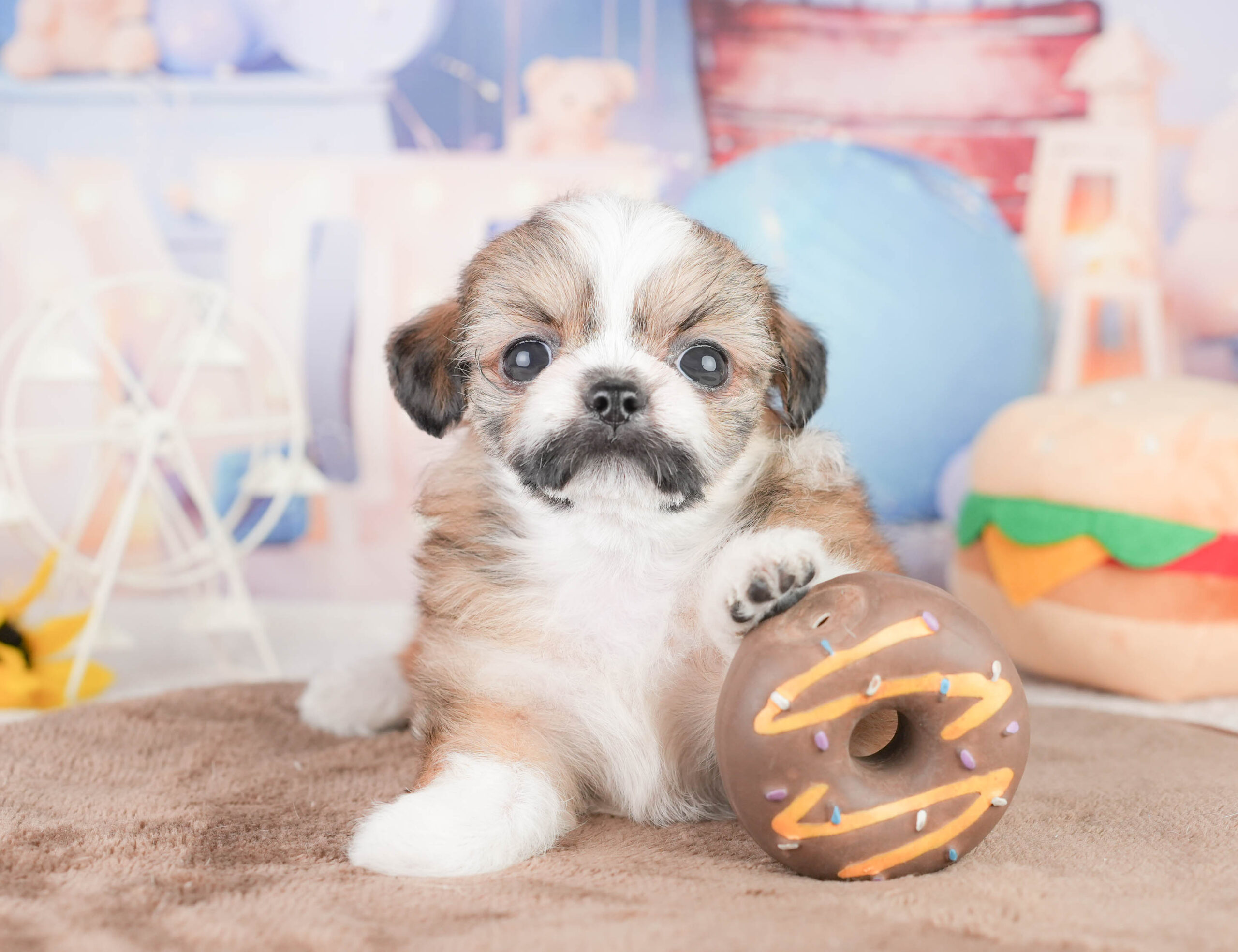 チーズー | 女の子 | フォーン＆ホワイト | 2026年1月14日