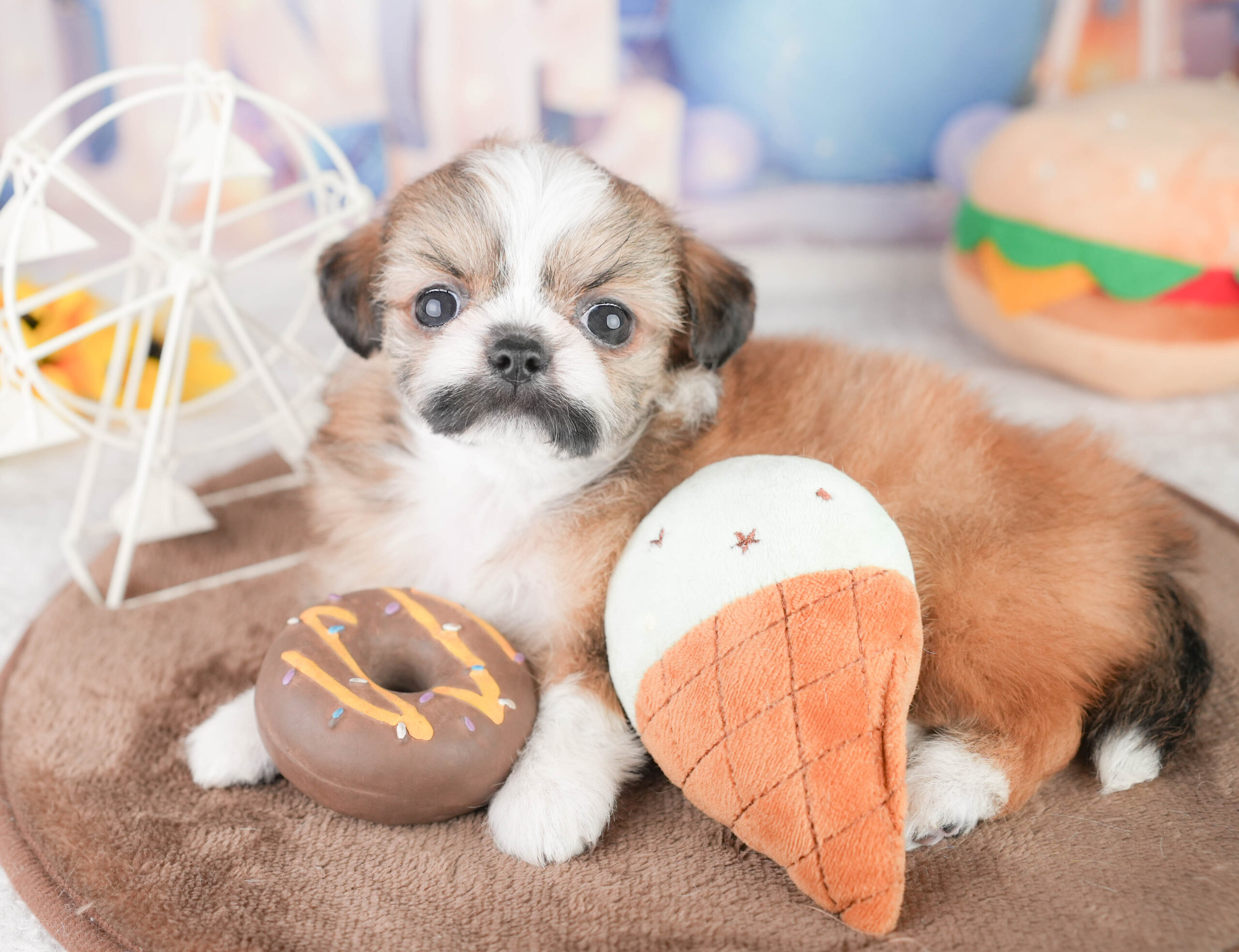 チーズー | 女の子 | フォーン＆ホワイト | 2026年1月14日